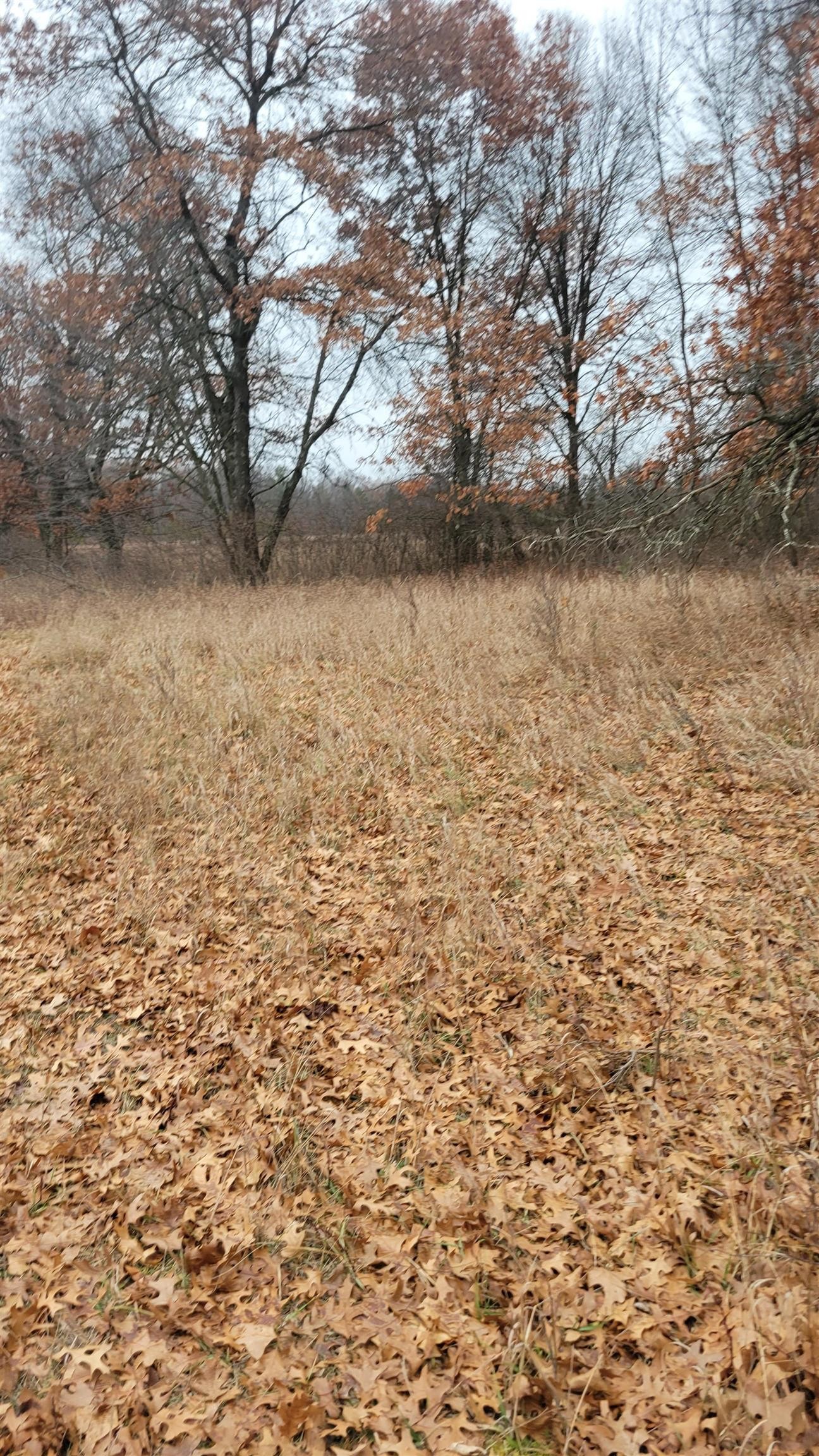 200 Acres Birch Lane, Nekoosa, Wisconsin, 54469, United States, ,Land,For Sale,200 Acres Birch Lane,1626792