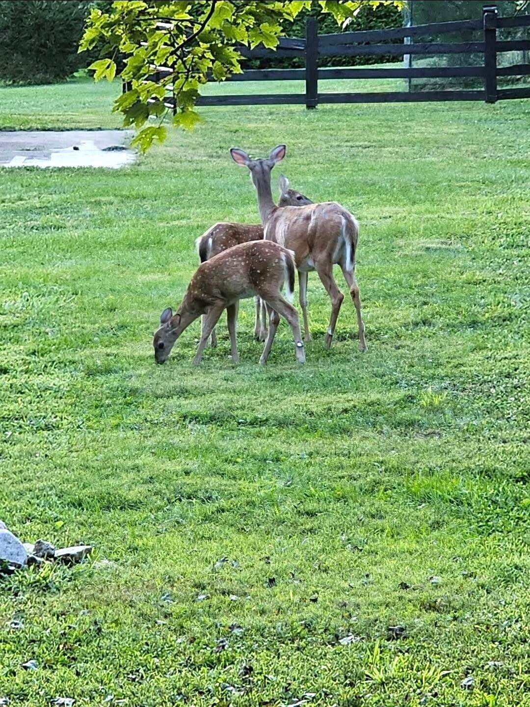 Burlington, Kentucky, 41005, United States, 3 Bedrooms Bedrooms, ,2 BathroomsBathrooms,Residential,For Sale,1989647