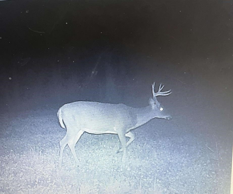 Charleston, Vermont, 05872, United States, ,Land,For Sale,1979241