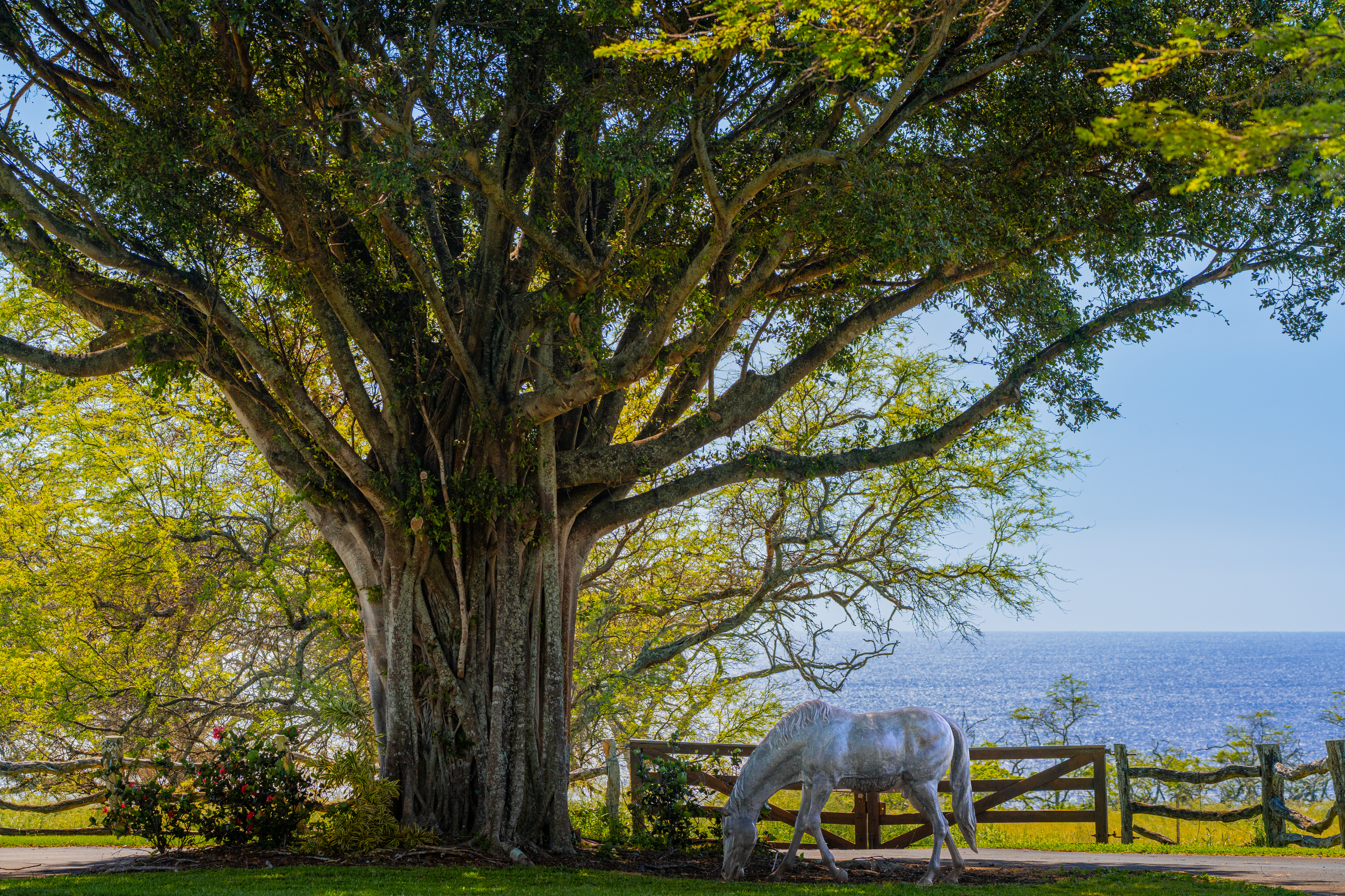  56-183 Pualani Rd, Hawi, HI, 96719 - 物件實景