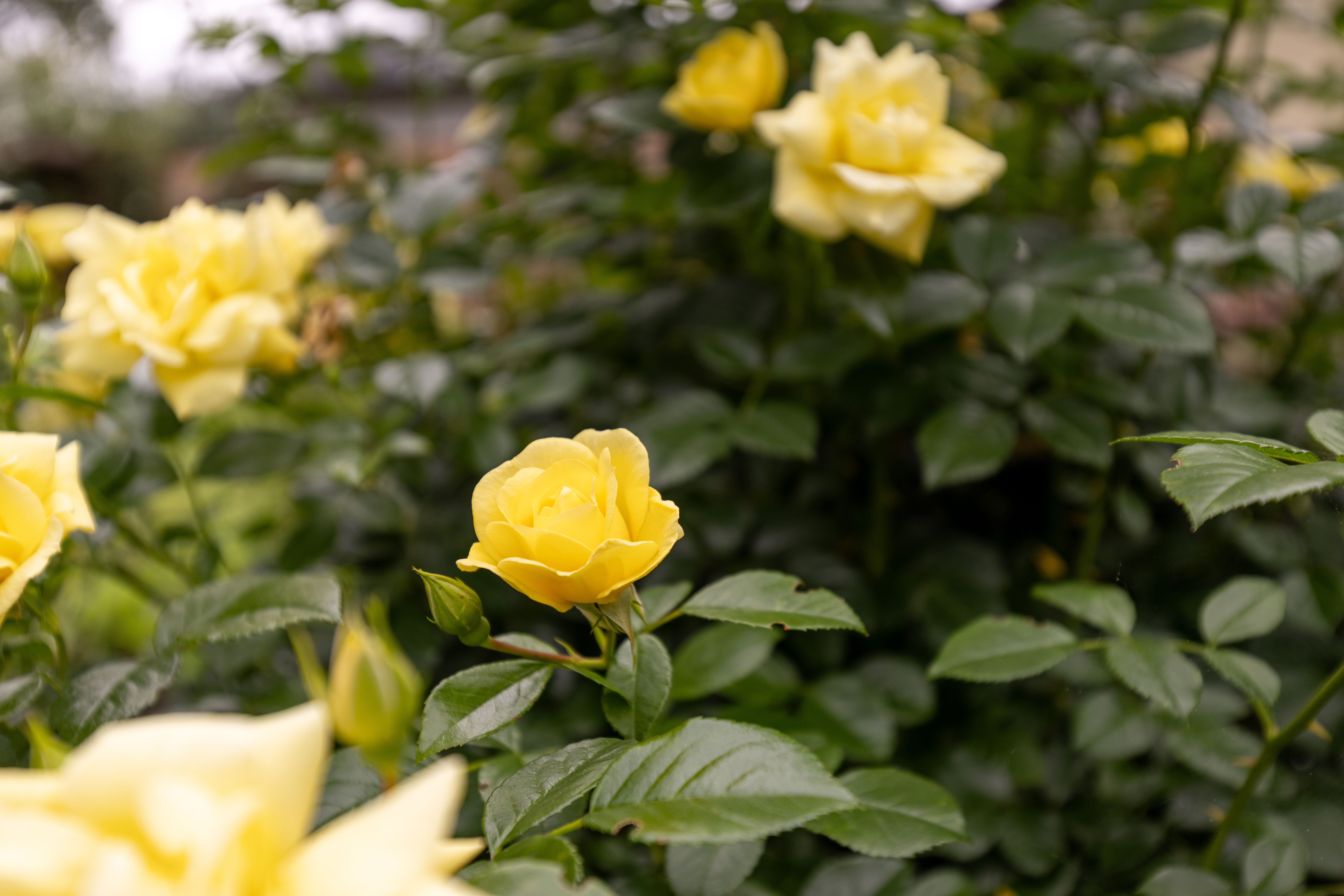  Classic Napa Rancher with Lush Garden - 物件實景