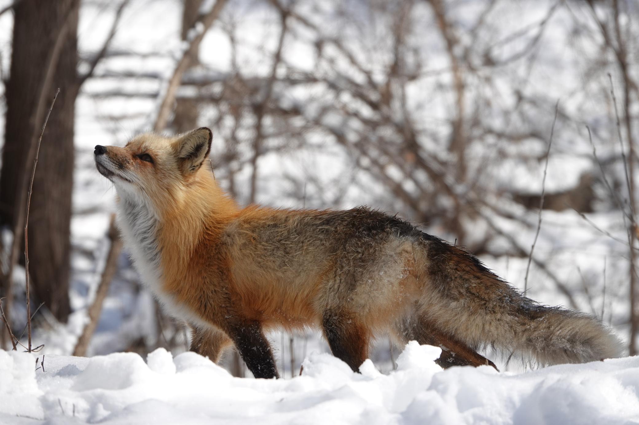 Lakeville, Minnesota, 55044, United States, 4 Bedrooms Bedrooms, ,3 BathroomsBathrooms,Residential,For Sale,1963667