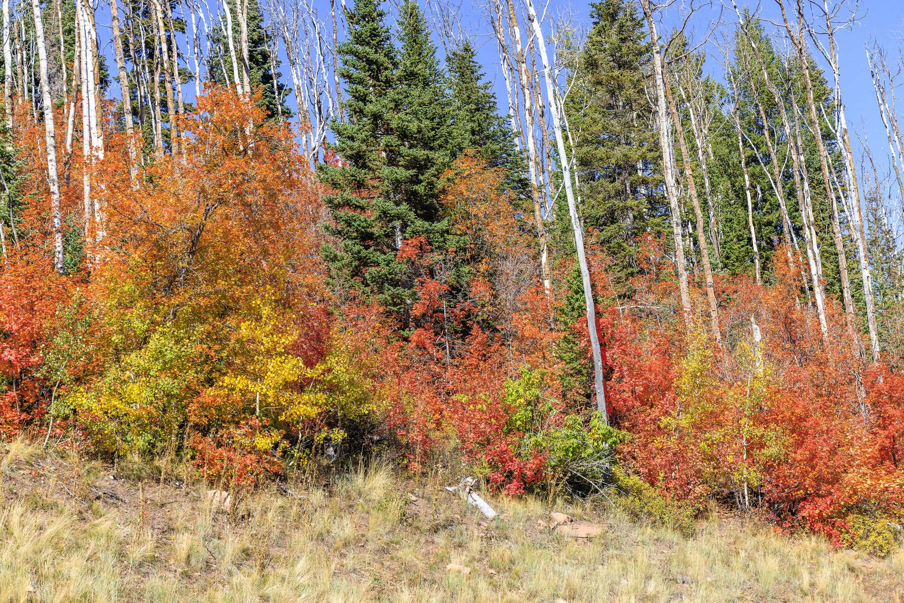  Incredible 28 Acre Estate Lot in the Colony at White Pine Canyon - 物件實景