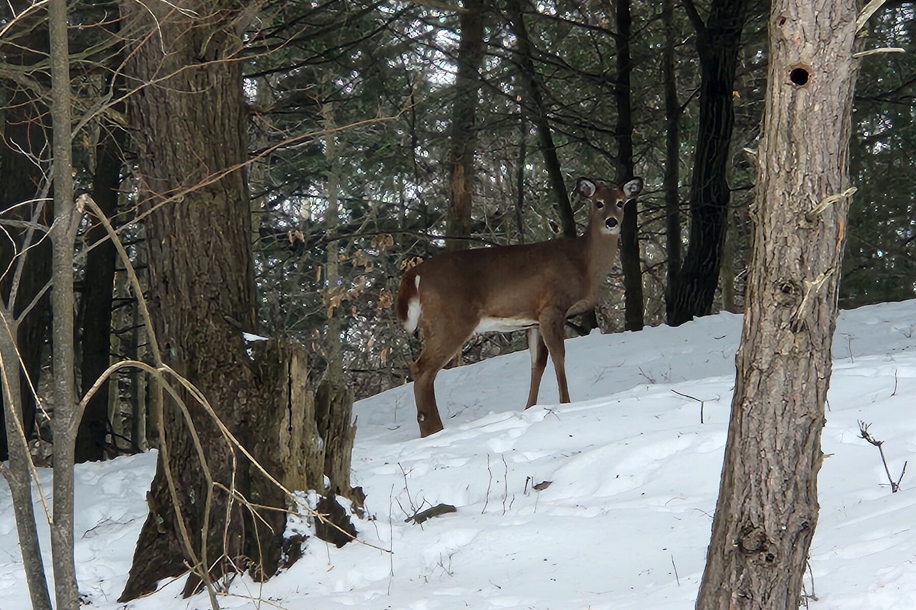  Brownsburg-Chatham, Laurentides - 物件實景