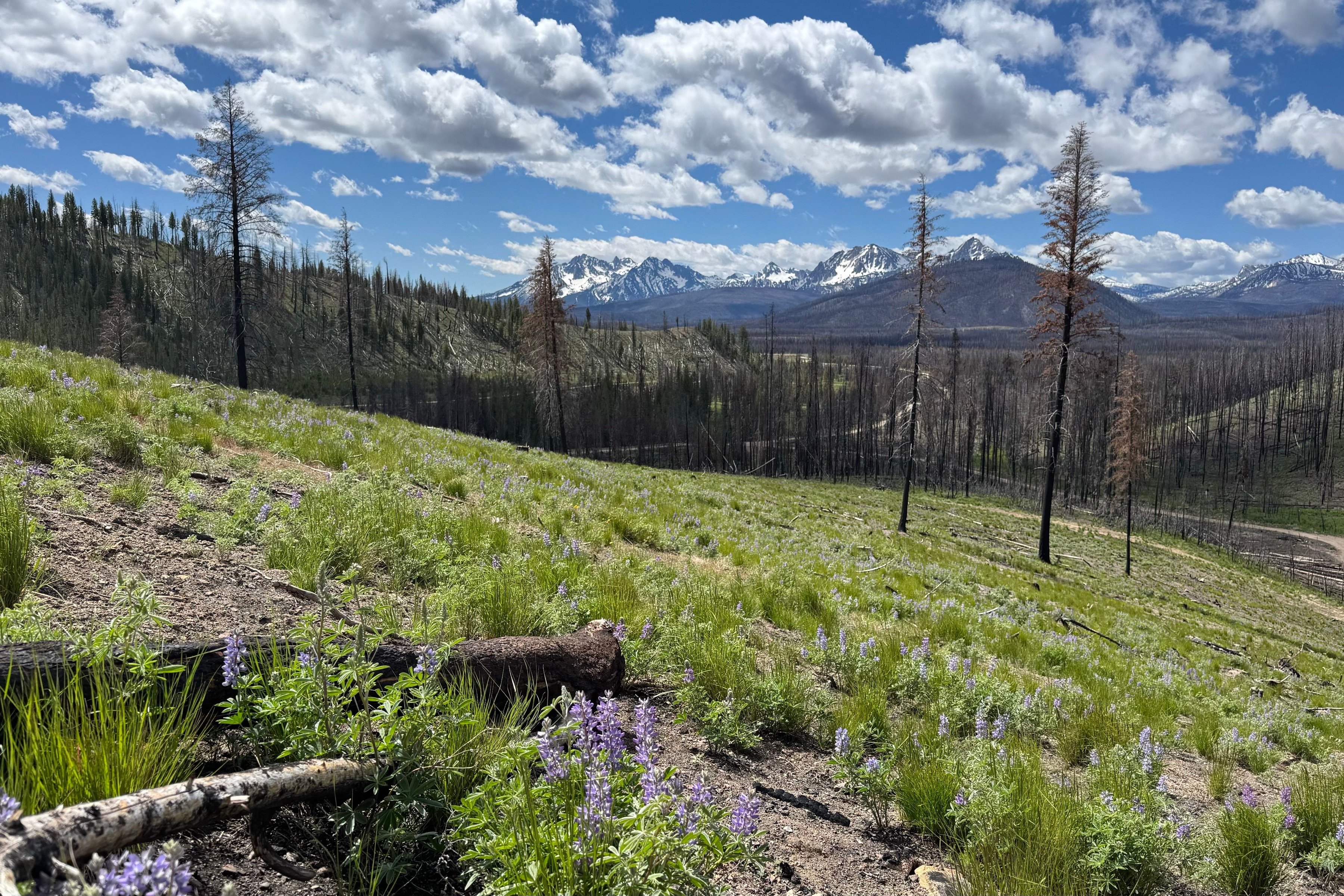  Rare Sawtooth Basin Homesite Near Stanley - 物件實景