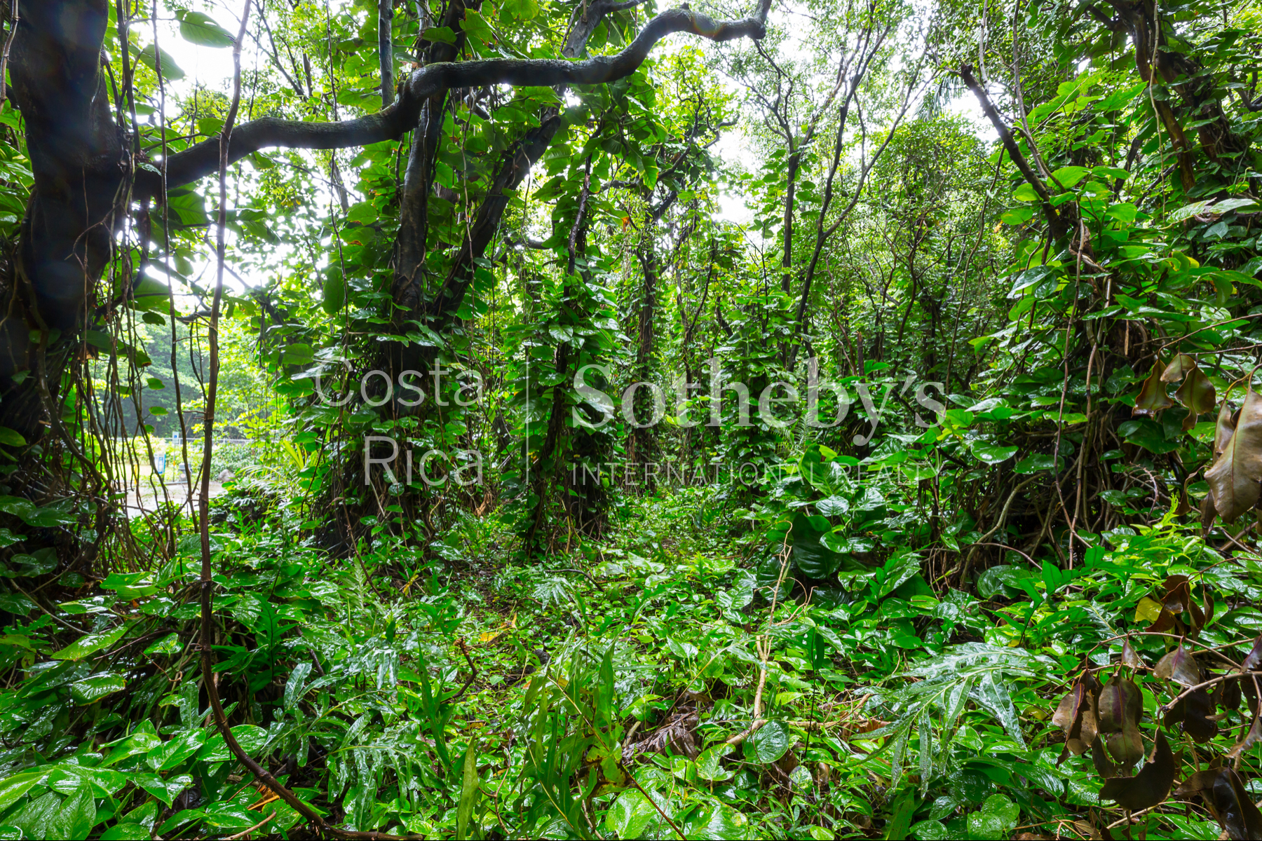  300ha Conservation of Tropical Rainforest - 物件實景
