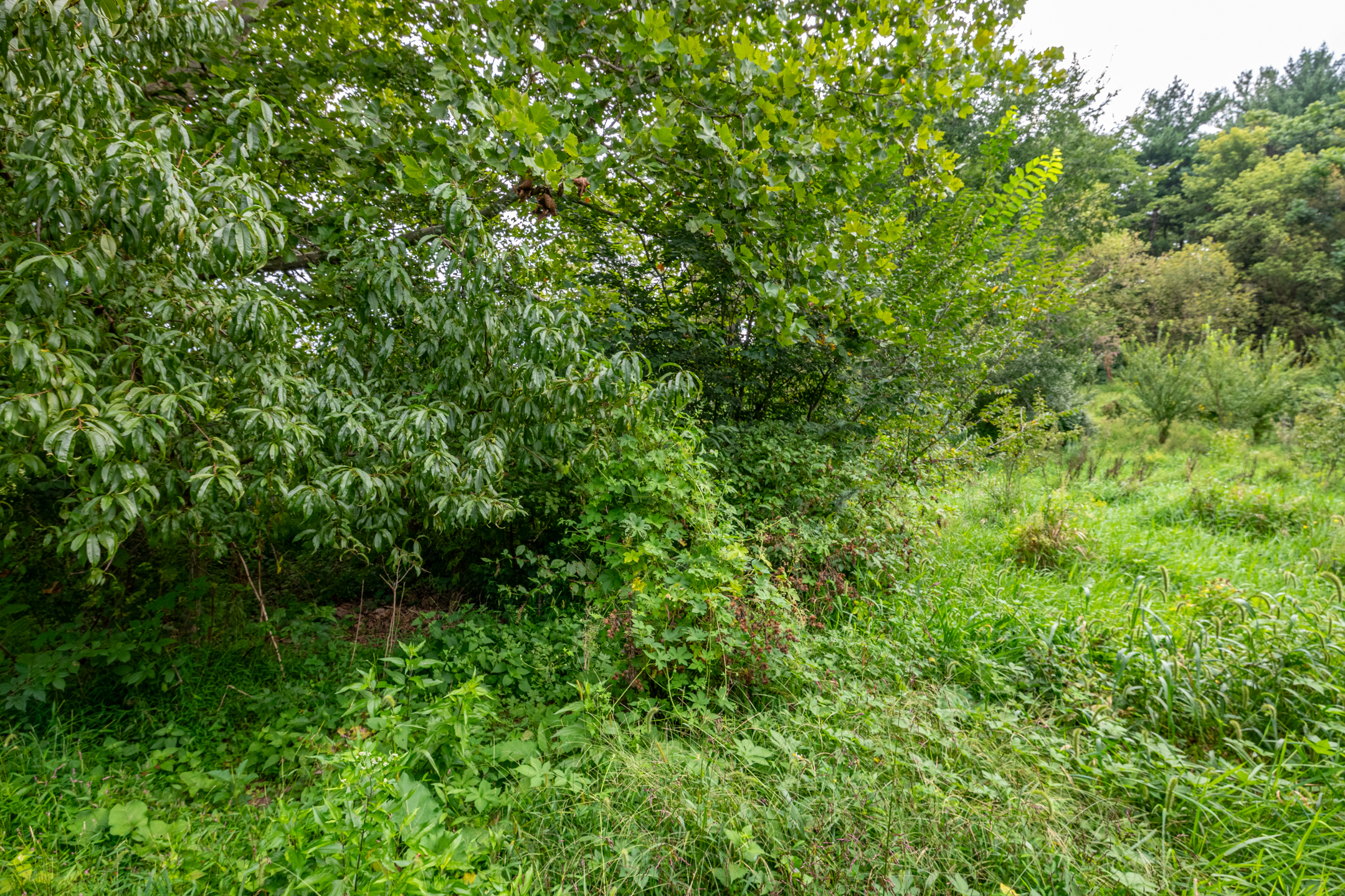  0 River Rd, Pequea, PA 17565 - 物件實景