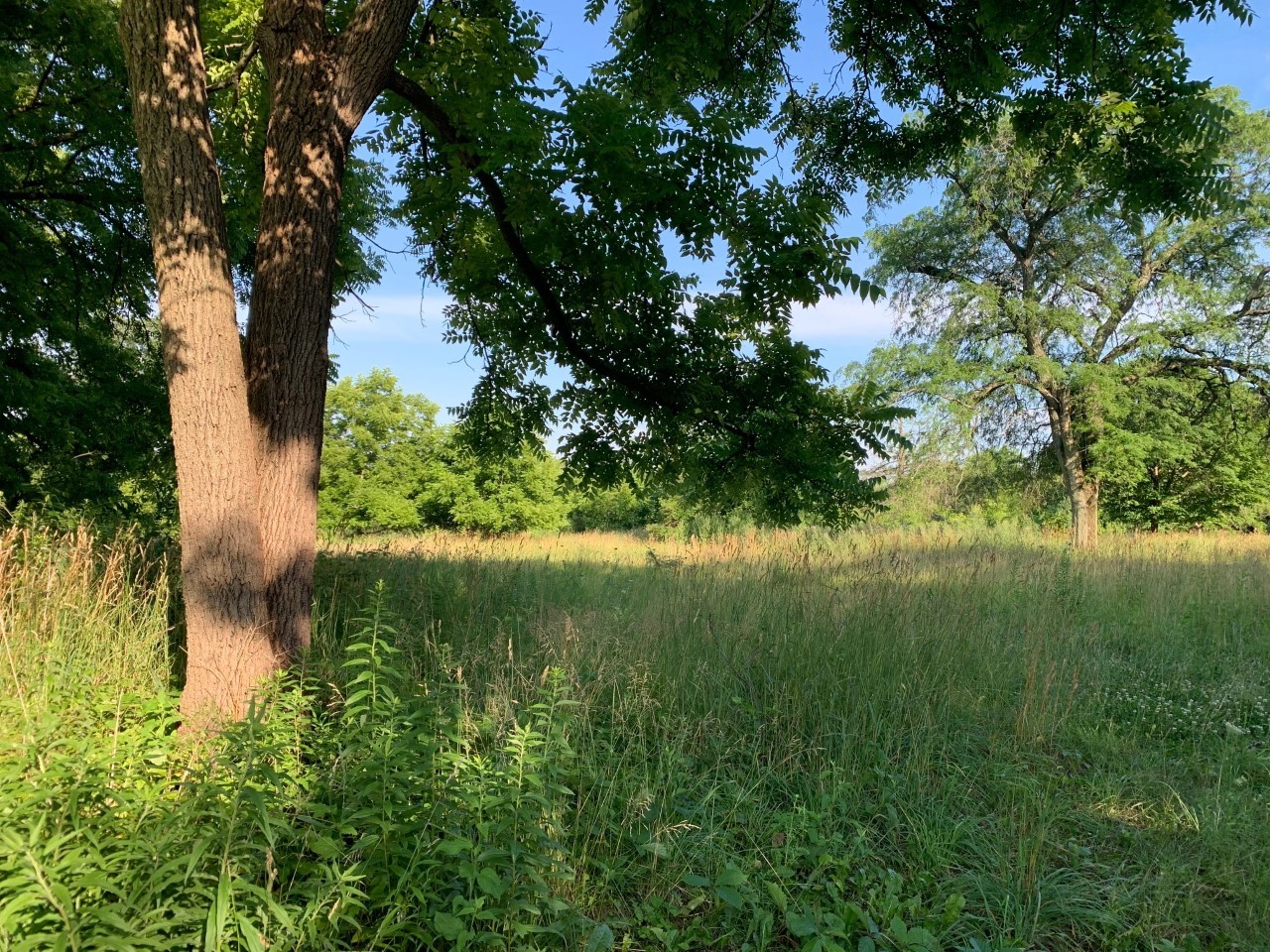 Long Grove, Illinois, 60047, United States, ,Land,For Sale,1794111