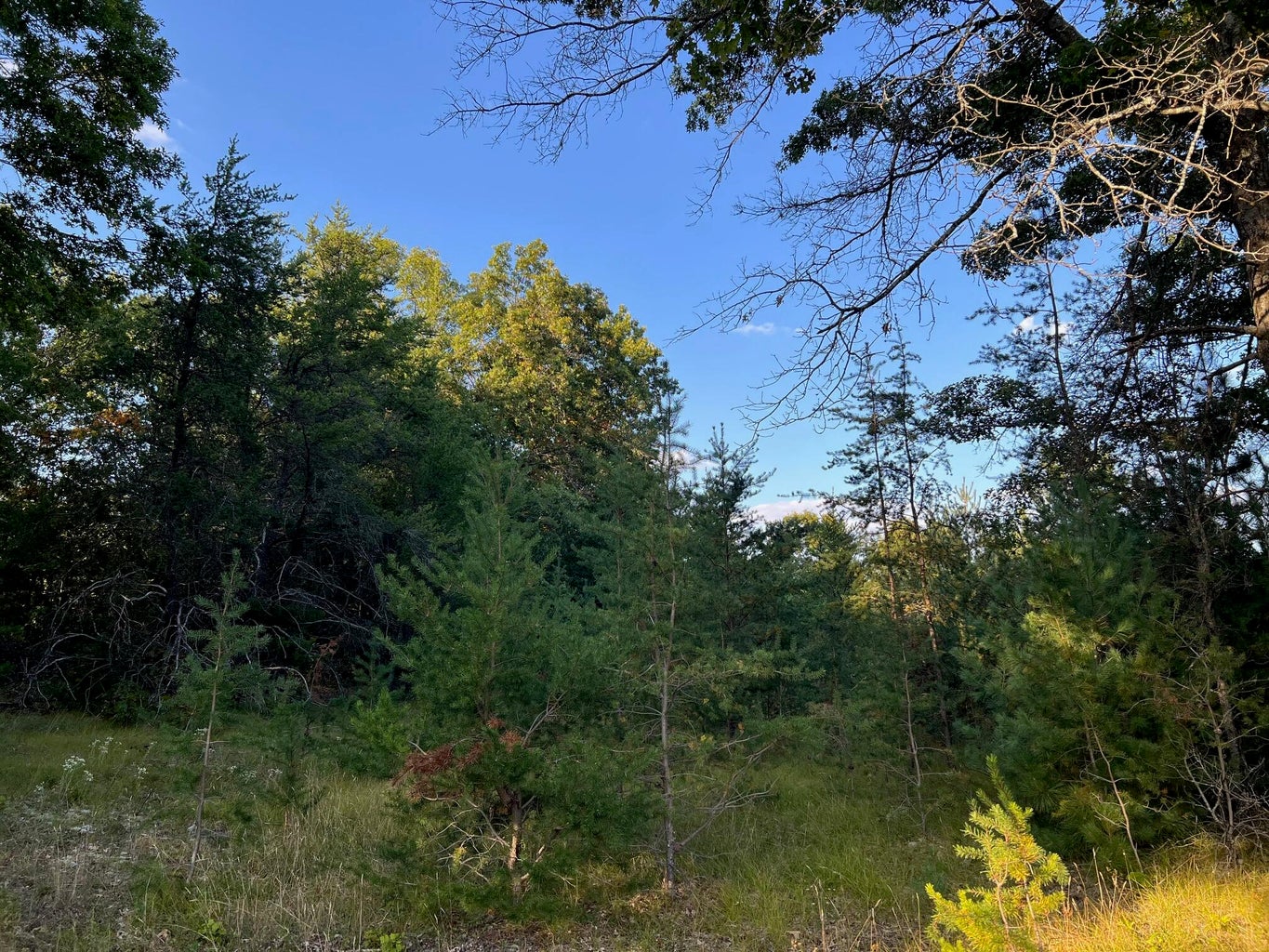 Baldwin, Michigan, 49304, United States, 3 Bedrooms Bedrooms, ,2 BathroomsBathrooms,Residential,For Sale,1990507