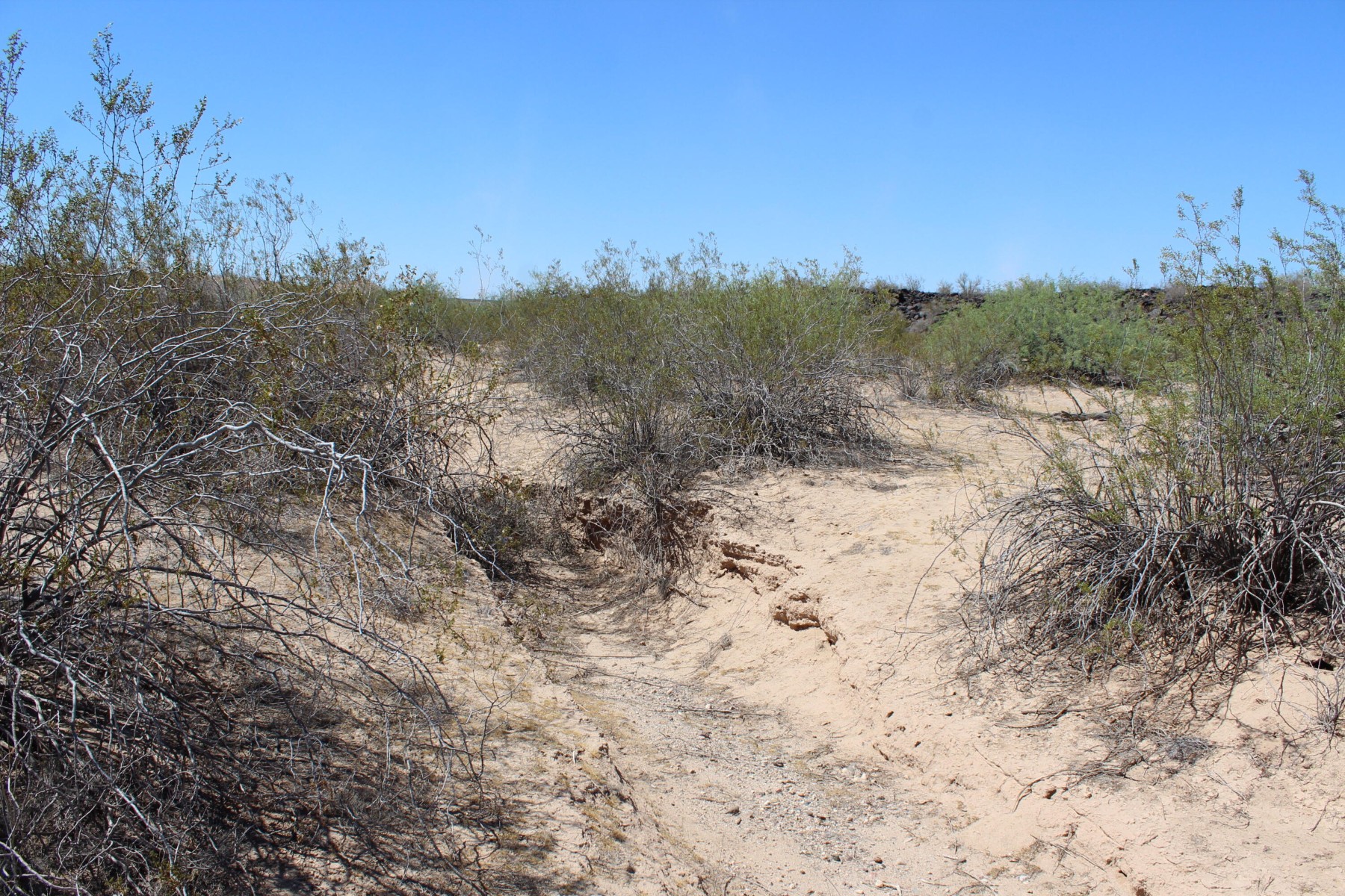  11 S 337th Avenue, Arlington, AZ, 85322 - 物件實景