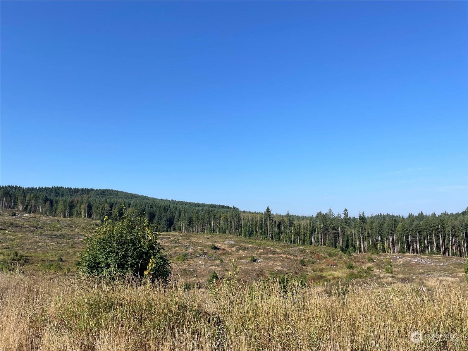 0 Salmon Creek Road, Toledo, Washington, 98591, United States, ,Land,For Sale,0 Salmon Creek Road,1445905