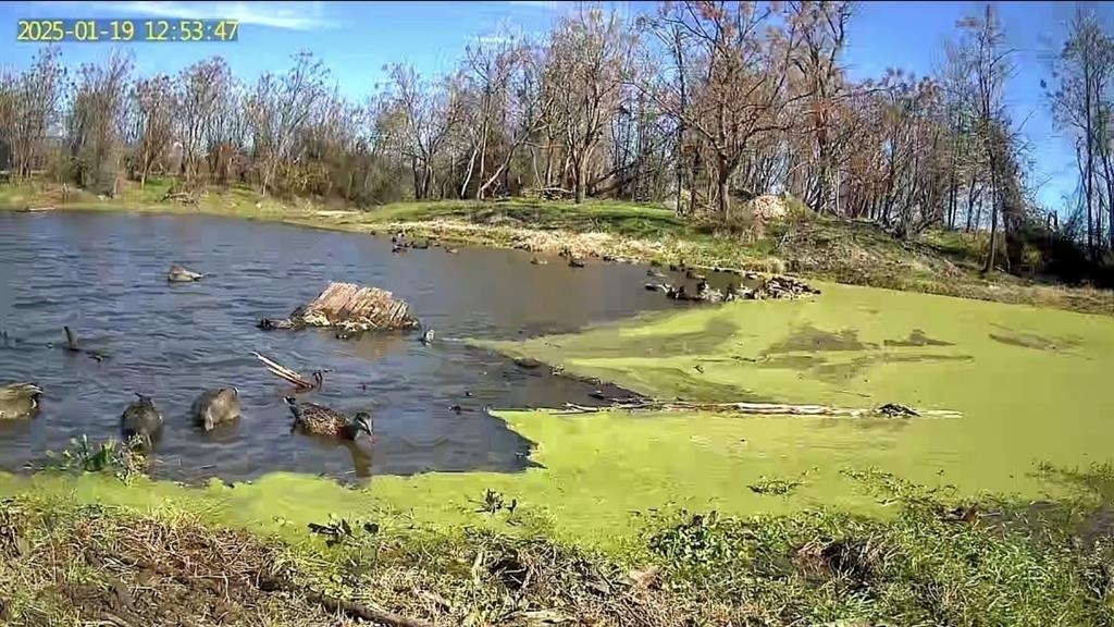 Yantis, Texas, 75497, United States, ,Land,For Sale,1917714