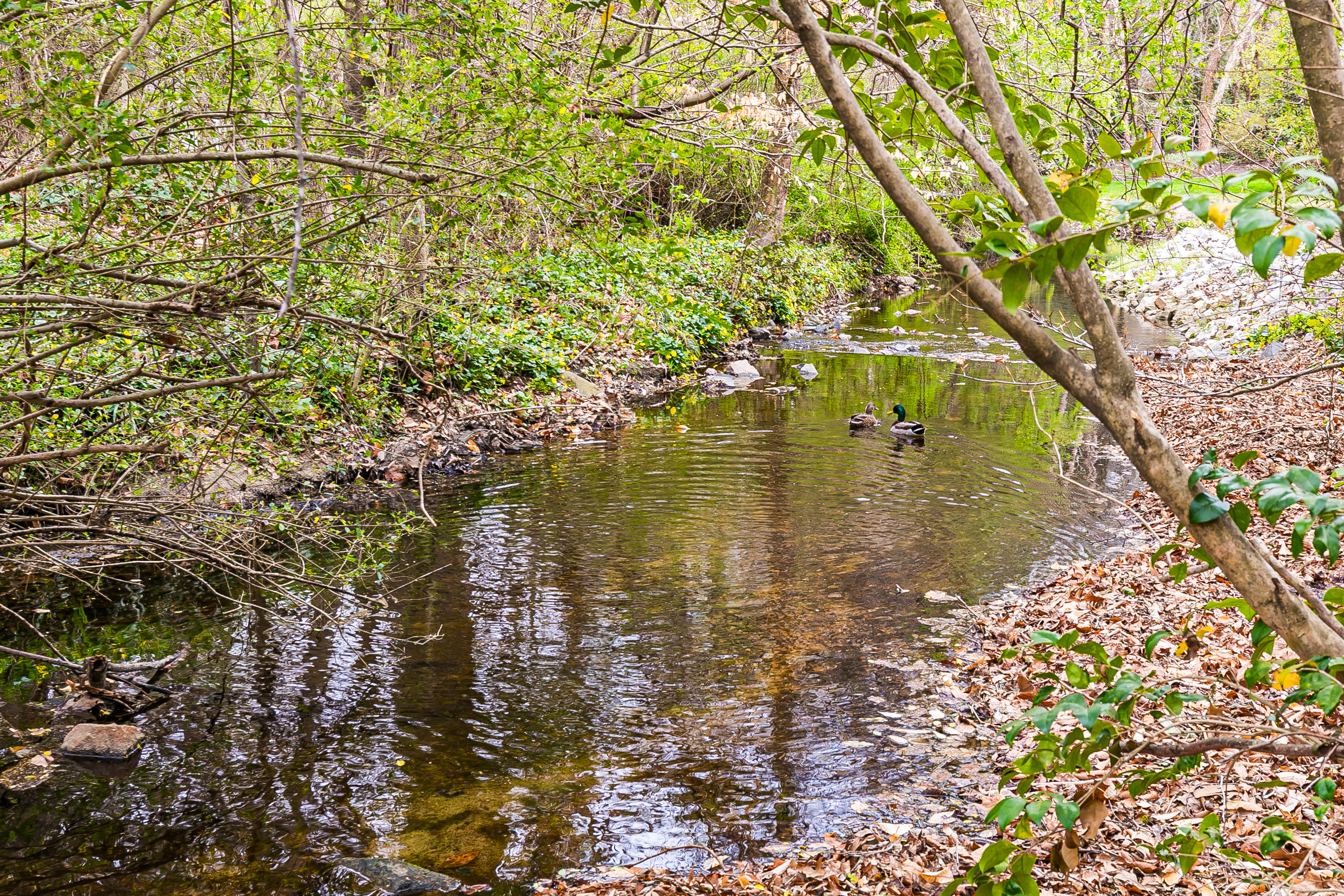  402 Beechwood Drive, Richmond, VA 23229 - 物件實景