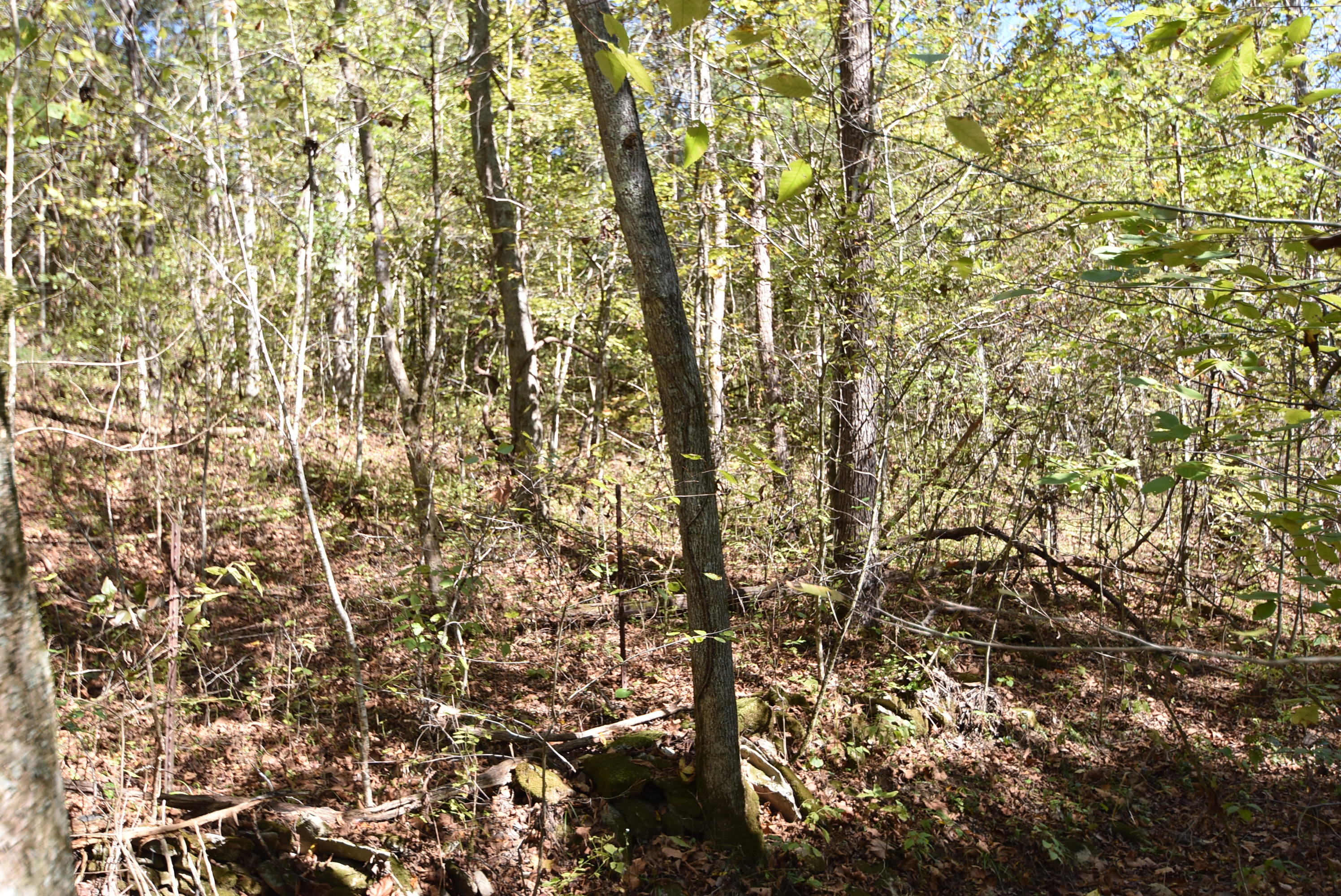 Willisburg, Kentucky, 40078, United States, 4 Bedrooms Bedrooms, ,1 BathroomBathrooms,Residential,For Sale,1962831