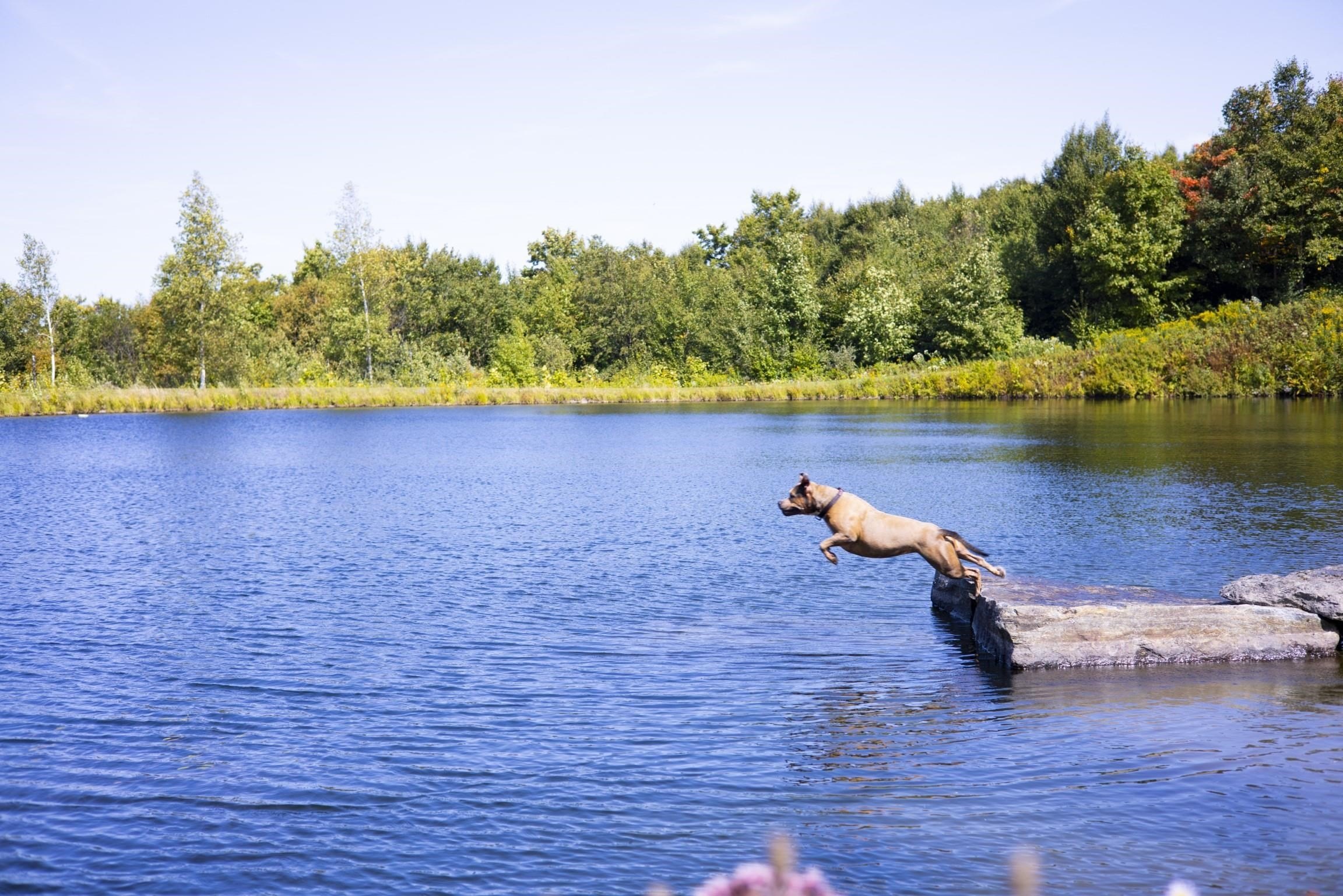 Jay, Vermont, 05859, United States, ,Land,For Sale,1999221