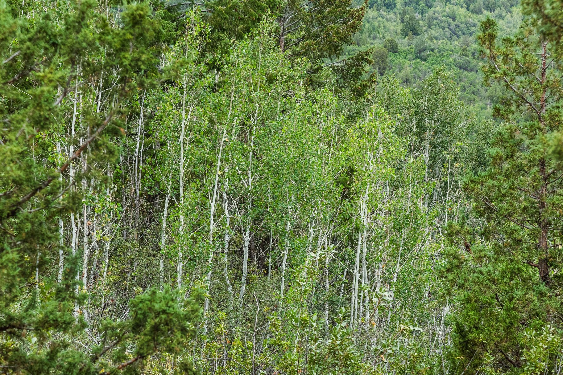  One+ Acre Off Mirror Lake Highway  Power, Septic Plan & Year Round Access - 物件實景