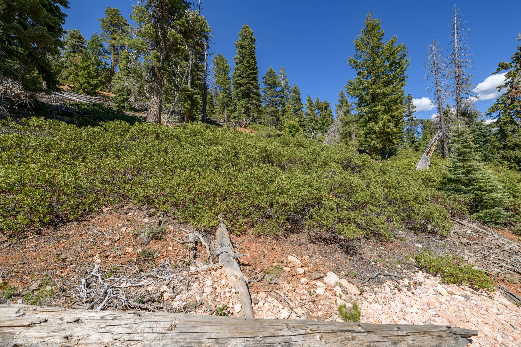  Quiet Mountain Retreat Near Navajo Lake - 物件實景