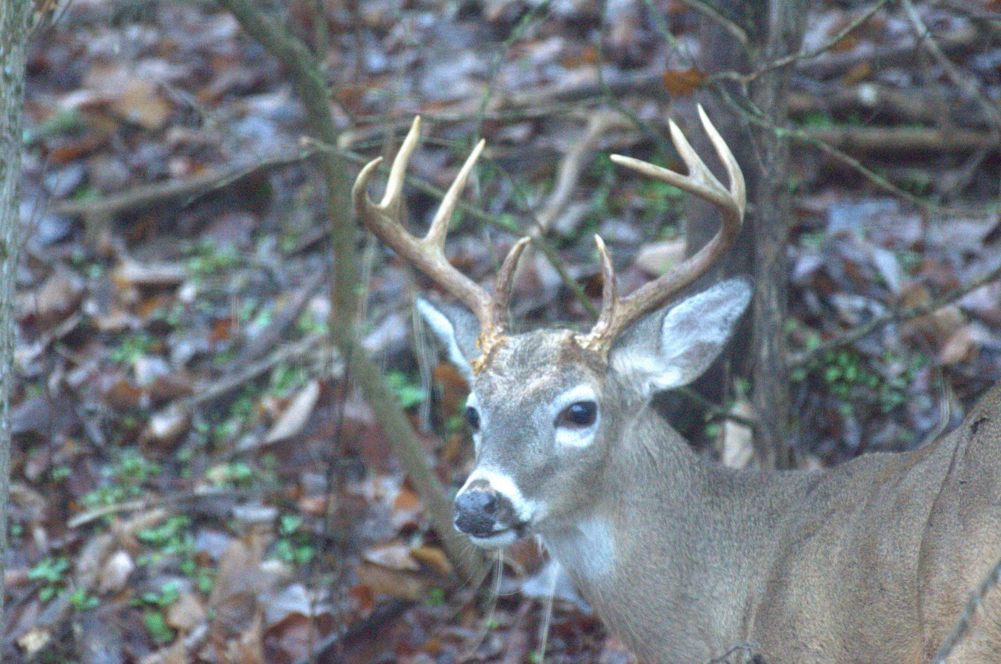 Lewisburg, Tennessee, 37091, United States, 4 Bedrooms Bedrooms, ,3 BathroomsBathrooms,Residential,For Sale,1999662