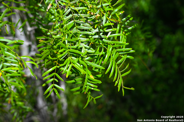 Nixon, Texas, 78140, United States, ,Residential,For Sale,1988320