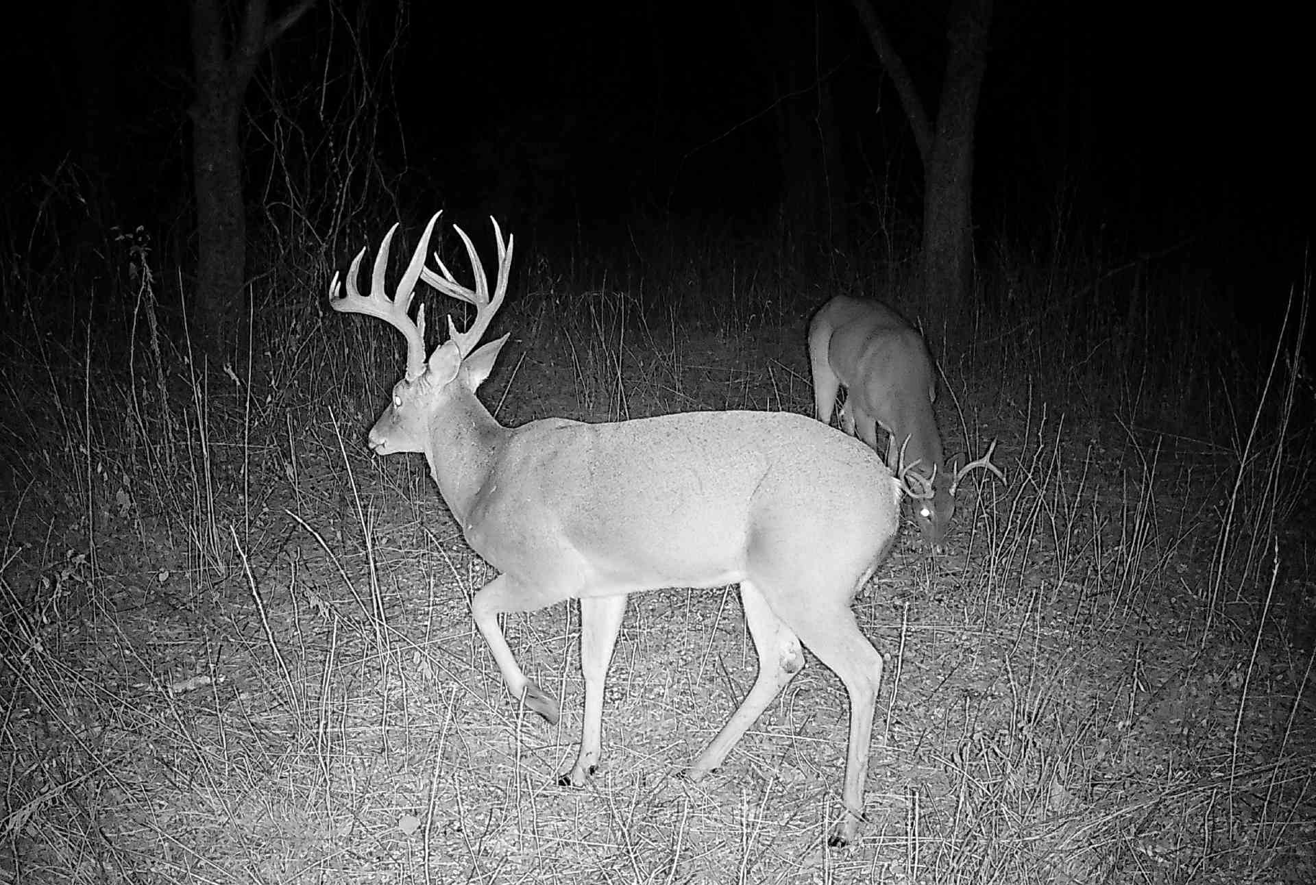 Roxton, Texas, 75477, United States, ,Land,For Sale,1979032