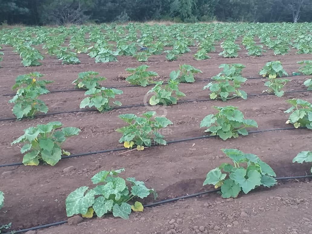 Portezuelo, Chile, 4 Bedrooms Bedrooms, ,2 BathroomsBathrooms,Residential,For Sale,1758826