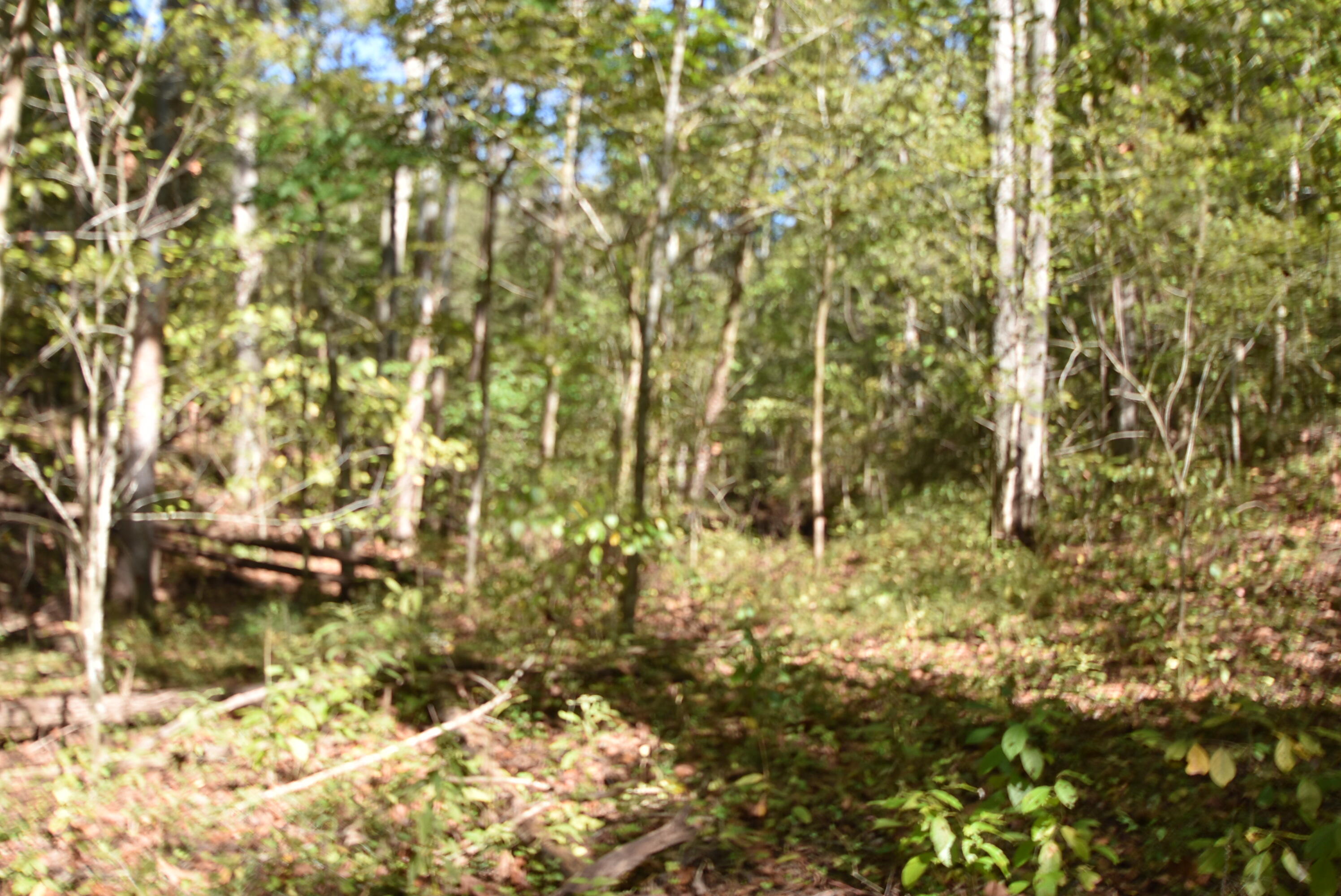 Willisburg, Kentucky, 40078, United States, 4 Bedrooms Bedrooms, ,1 BathroomBathrooms,Residential,For Sale,1962831