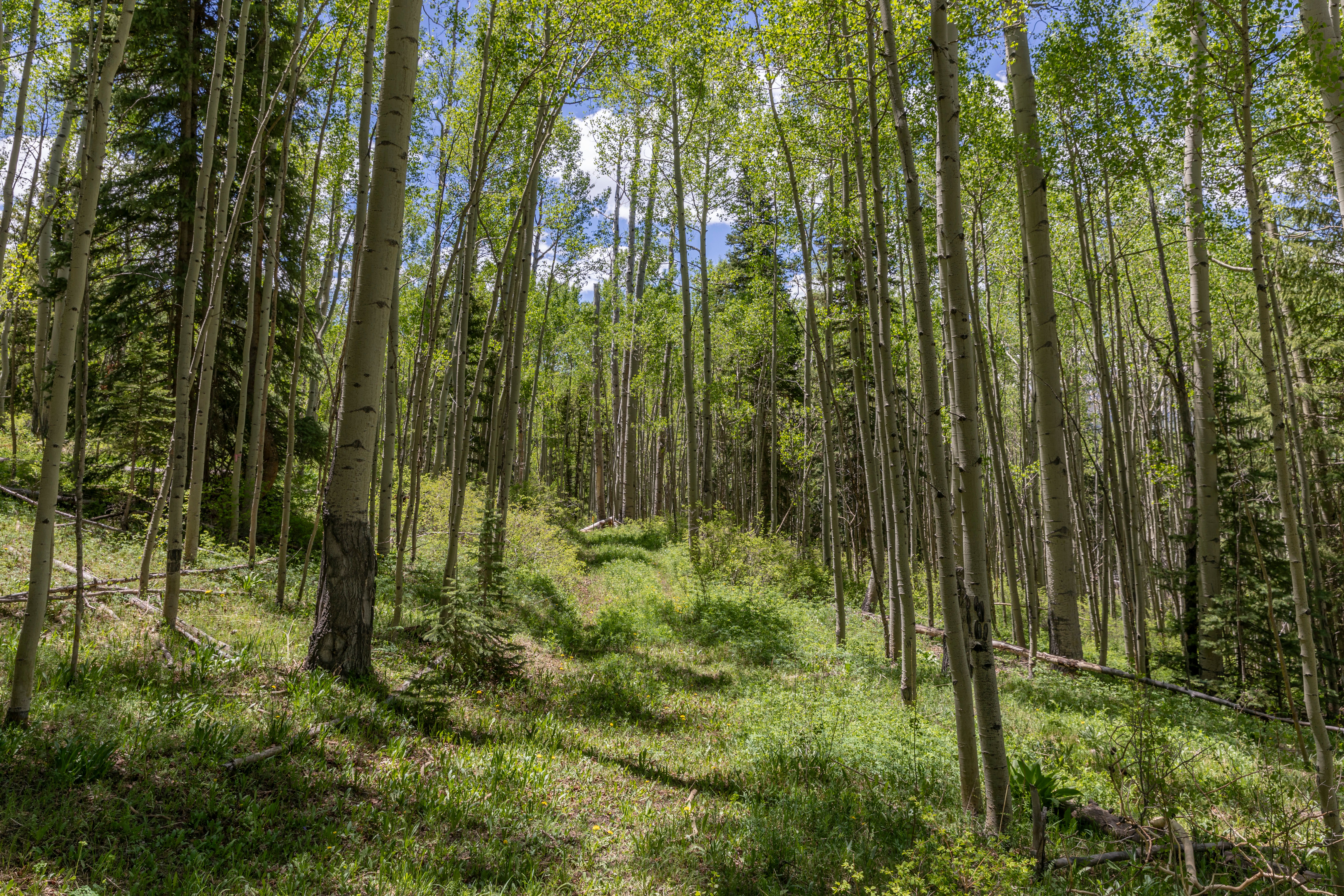  Land of Unparalleled Beauty Just Five Minutes From The Telluride Ski Resort - 物件實景