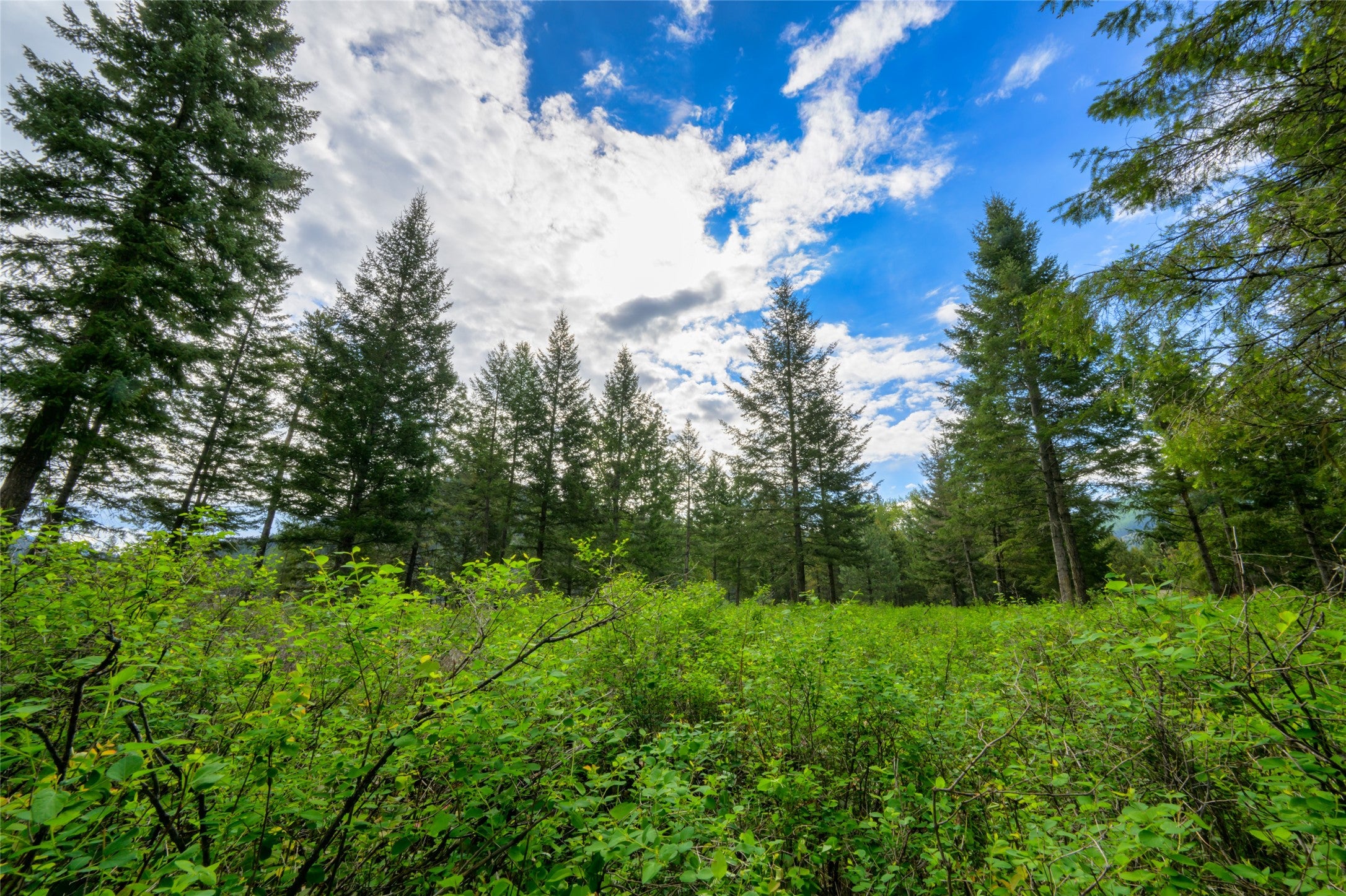 St Regis, Montana, 59866, United States, ,Land,For Sale,1848990