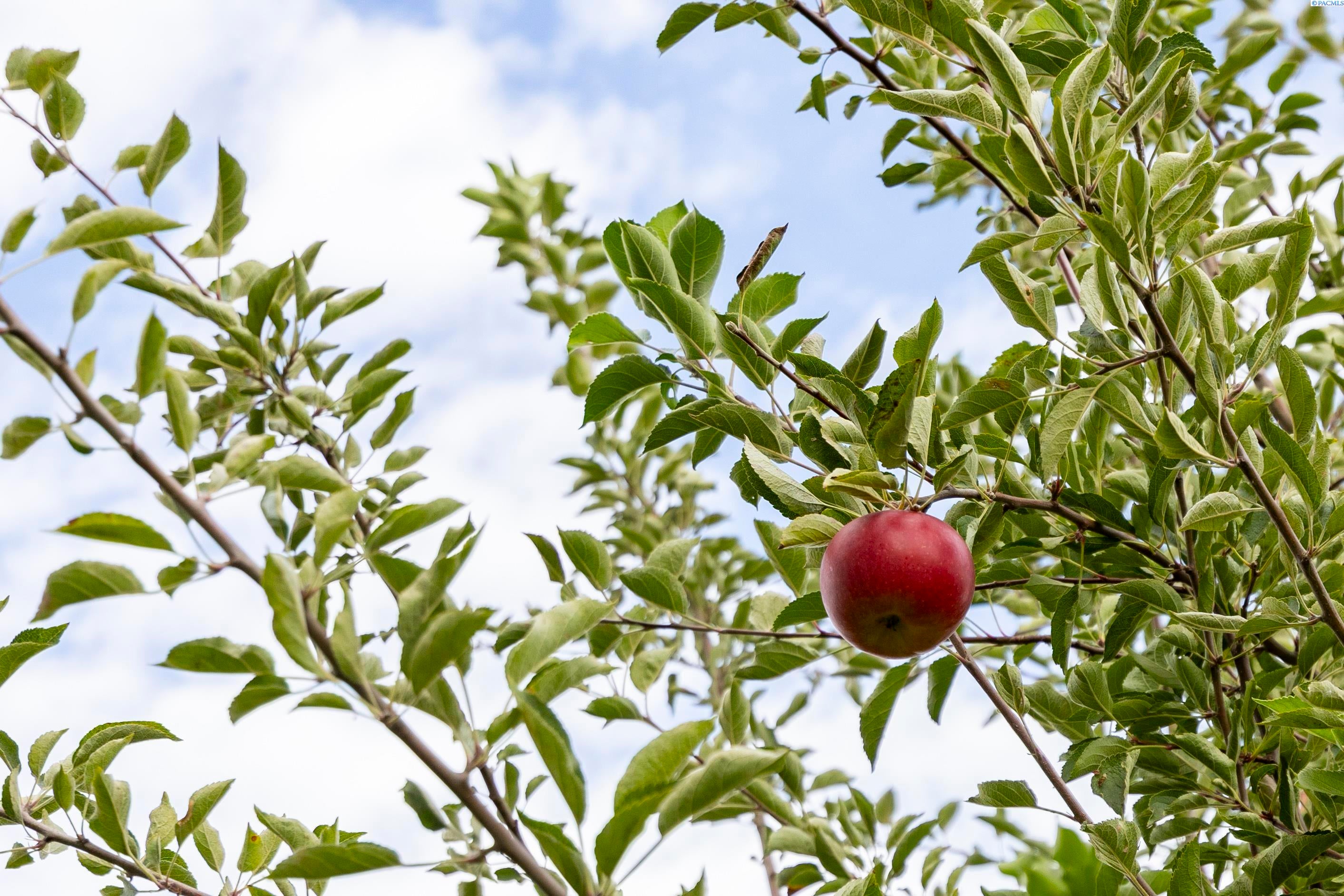 Richland, Washington, 99354, United States, 3 Bedrooms Bedrooms, ,2 BathroomsBathrooms,Residential,For Sale,1978459