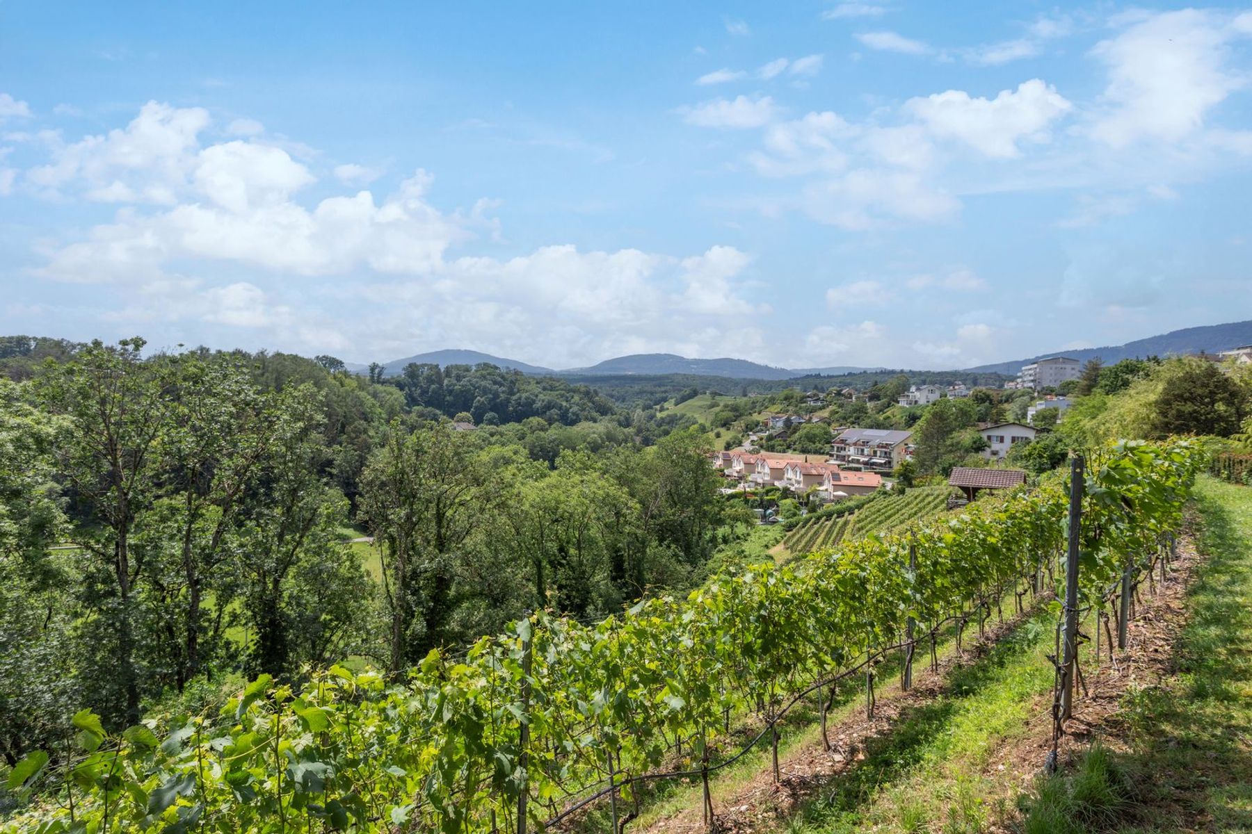  Sumptuous historic property on a wine-growing estate - 物件實景