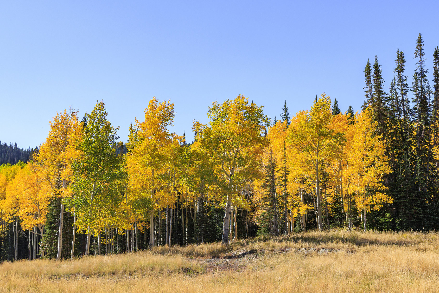  Incredible 28 Acre Estate Lot in the Colony at White Pine Canyon - 物件實景
