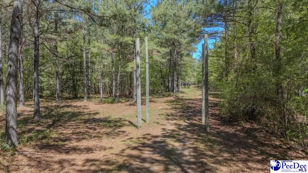 1315 Hill Harrell Road, Effingham, South Carolina, 29541-3179, United States, ,Land,For Sale,1315 Hill Harrell Road,1501598