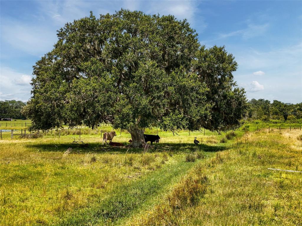 Myakka City, Florida, 34251, United States, ,Land,For Sale,1908306