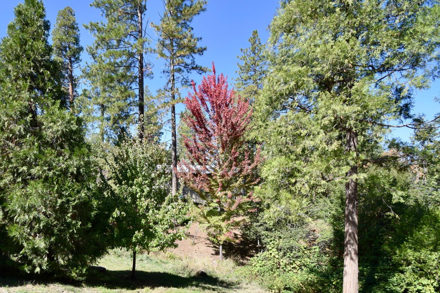 Oakhurst, California, 93644, United States, 4 Bedrooms Bedrooms, ,3 BathroomsBathrooms,Residential,For Sale,1984203