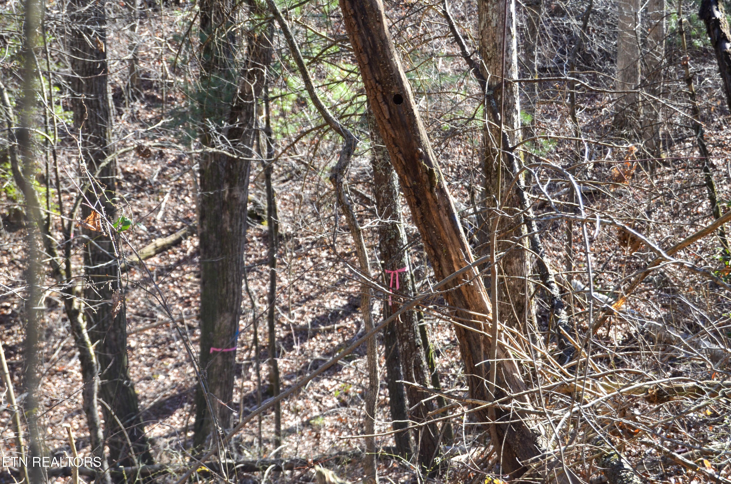 Crossville, Tennessee, 38555, United States, ,Land,For Sale,1978266