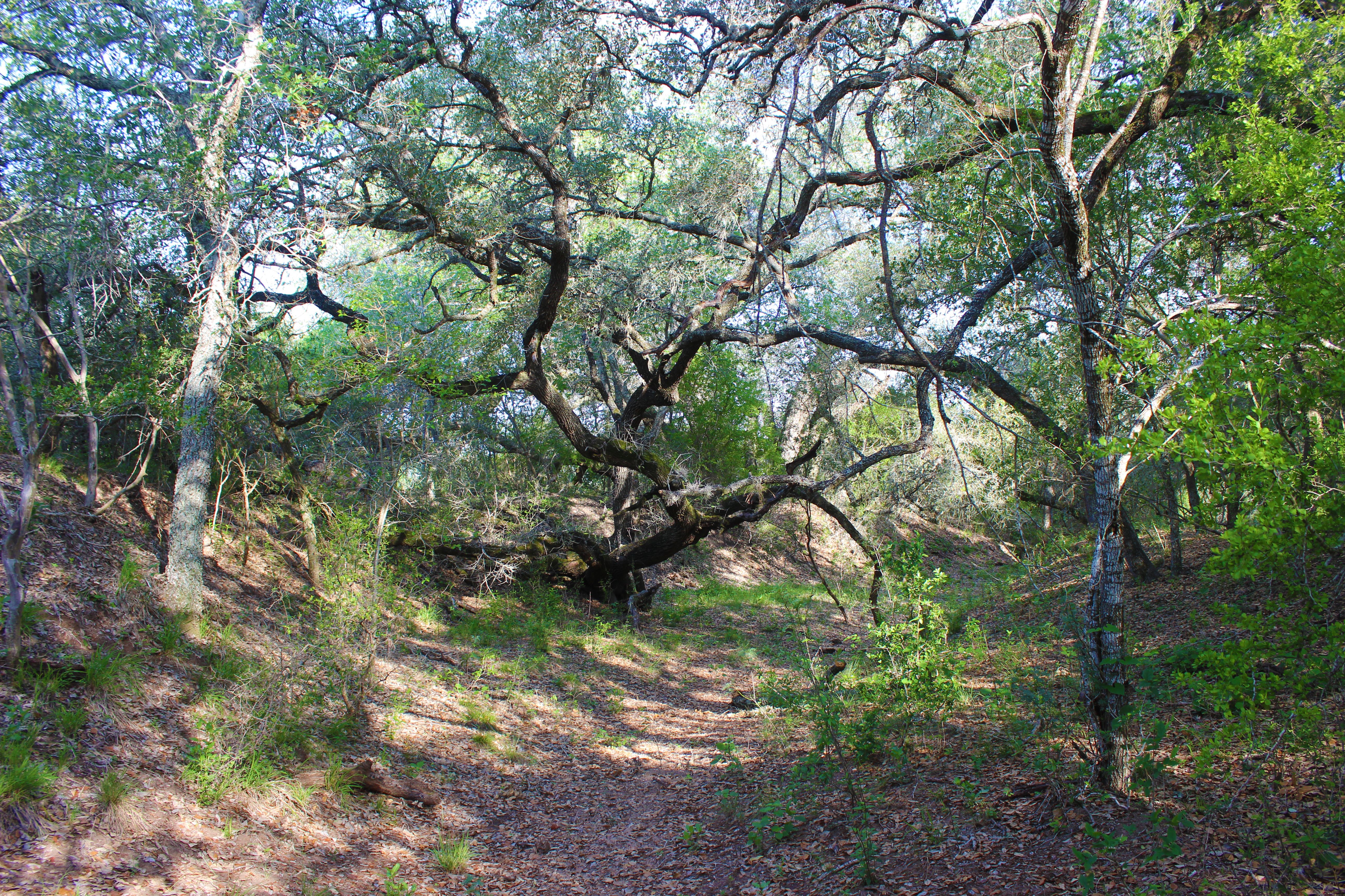  810+/- Acre Cabeza Creek Ranch - 物件實景
