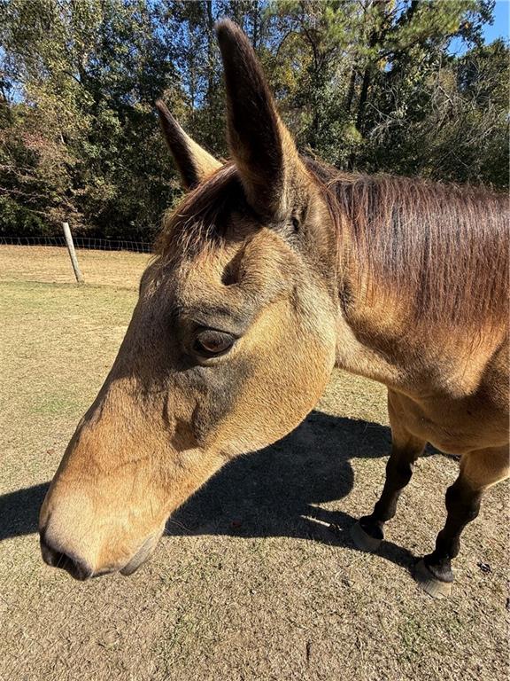 Chattahoochee Hills, Georgia, 30268, United States, 3 Bedrooms Bedrooms, ,2 BathroomsBathrooms,Land,For Sale,1991698