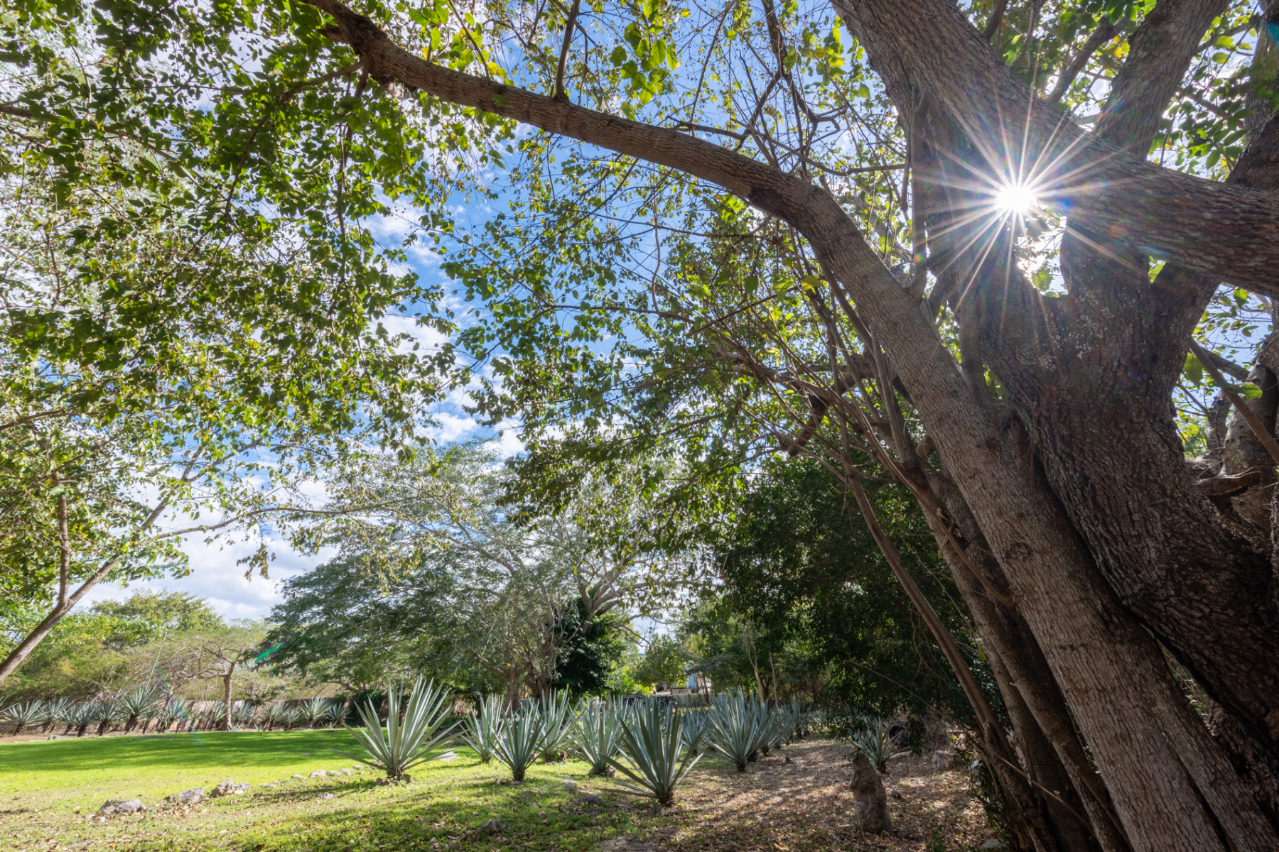  HACIENDA SERENITY OASIS RETREAT IN YUCATAN - 物件實景