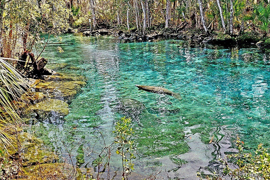 Crystal River, Florida, 34429, United States, ,Residential,For Sale,1977748