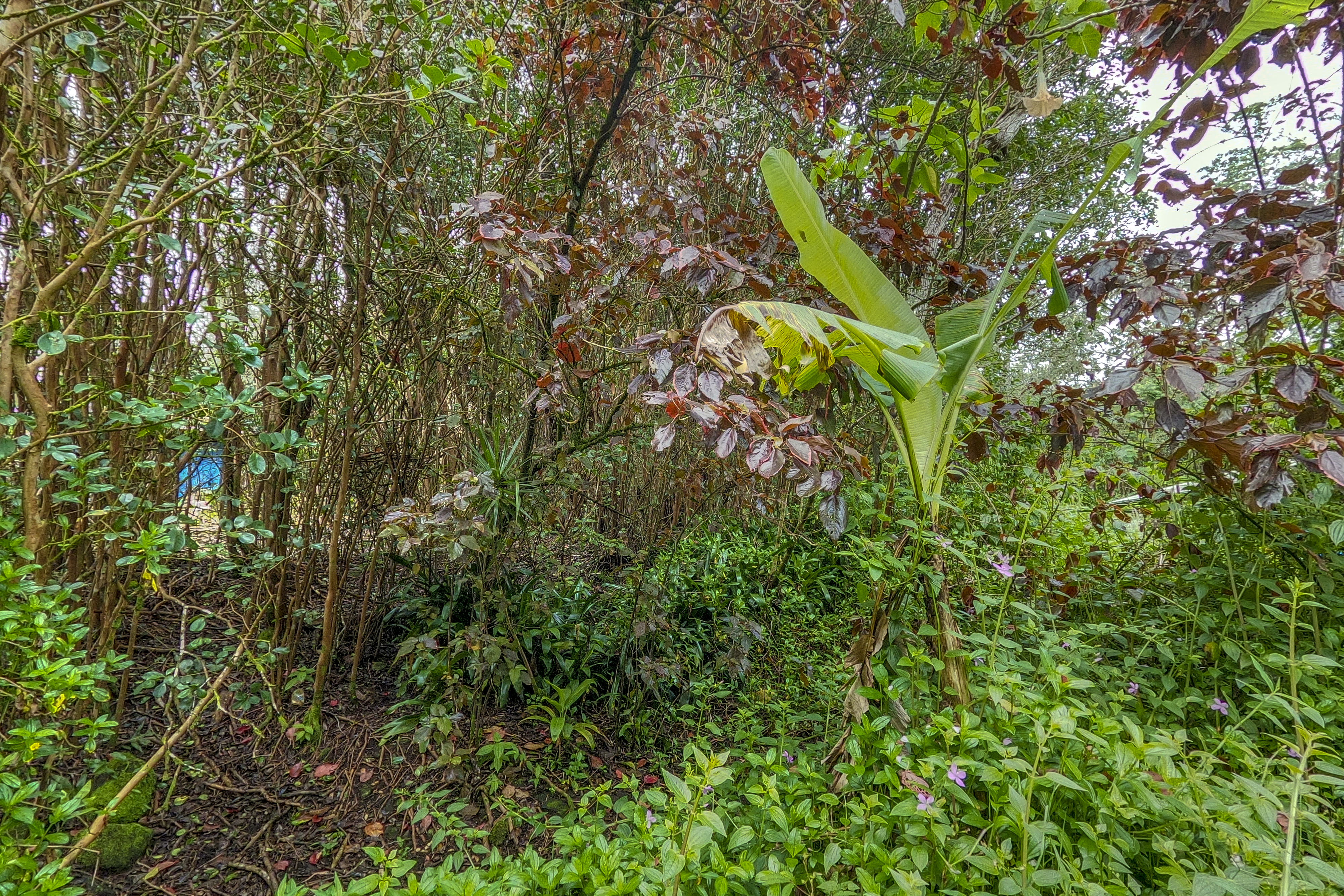  12-4330 Ocean View Pkwy, Pahoa, HI, 96778 - 物件實景