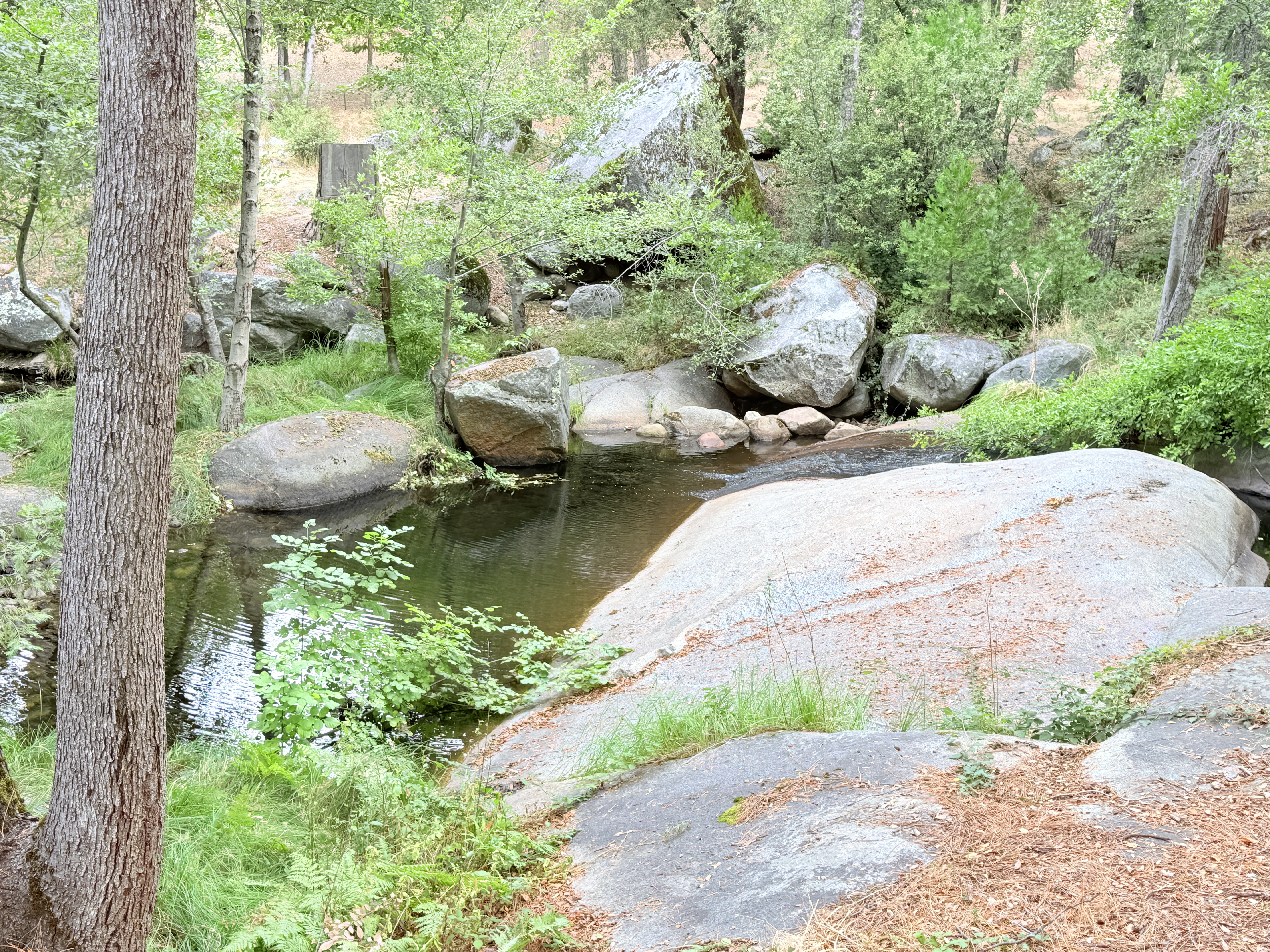 Mariposa, California, 95338, United States, 3 Bedrooms Bedrooms, ,3 BathroomsBathrooms,Residential,For Sale,1973787