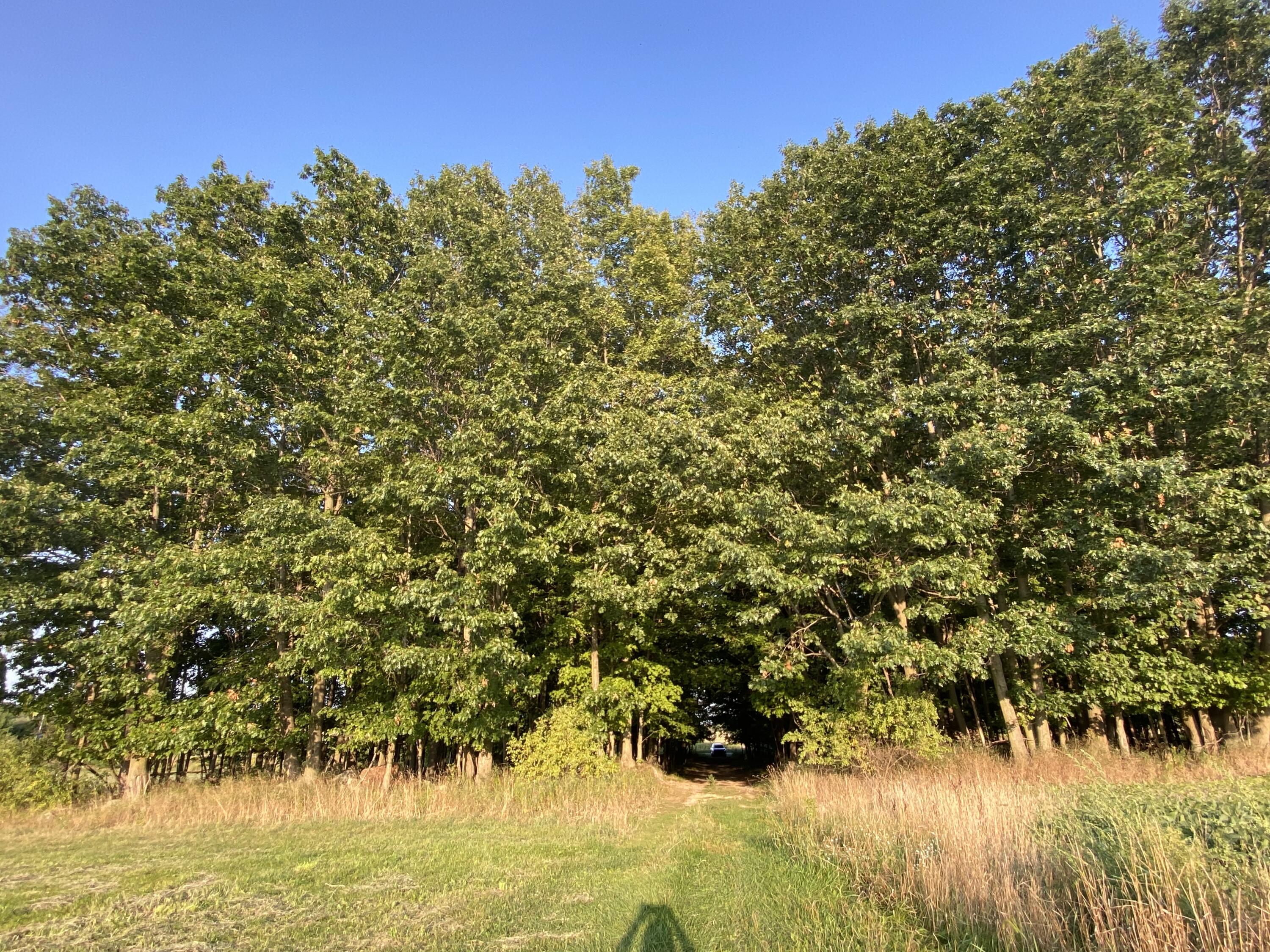 Lakeview, Michigan, 48850, United States, ,Land,For Sale,1942163
