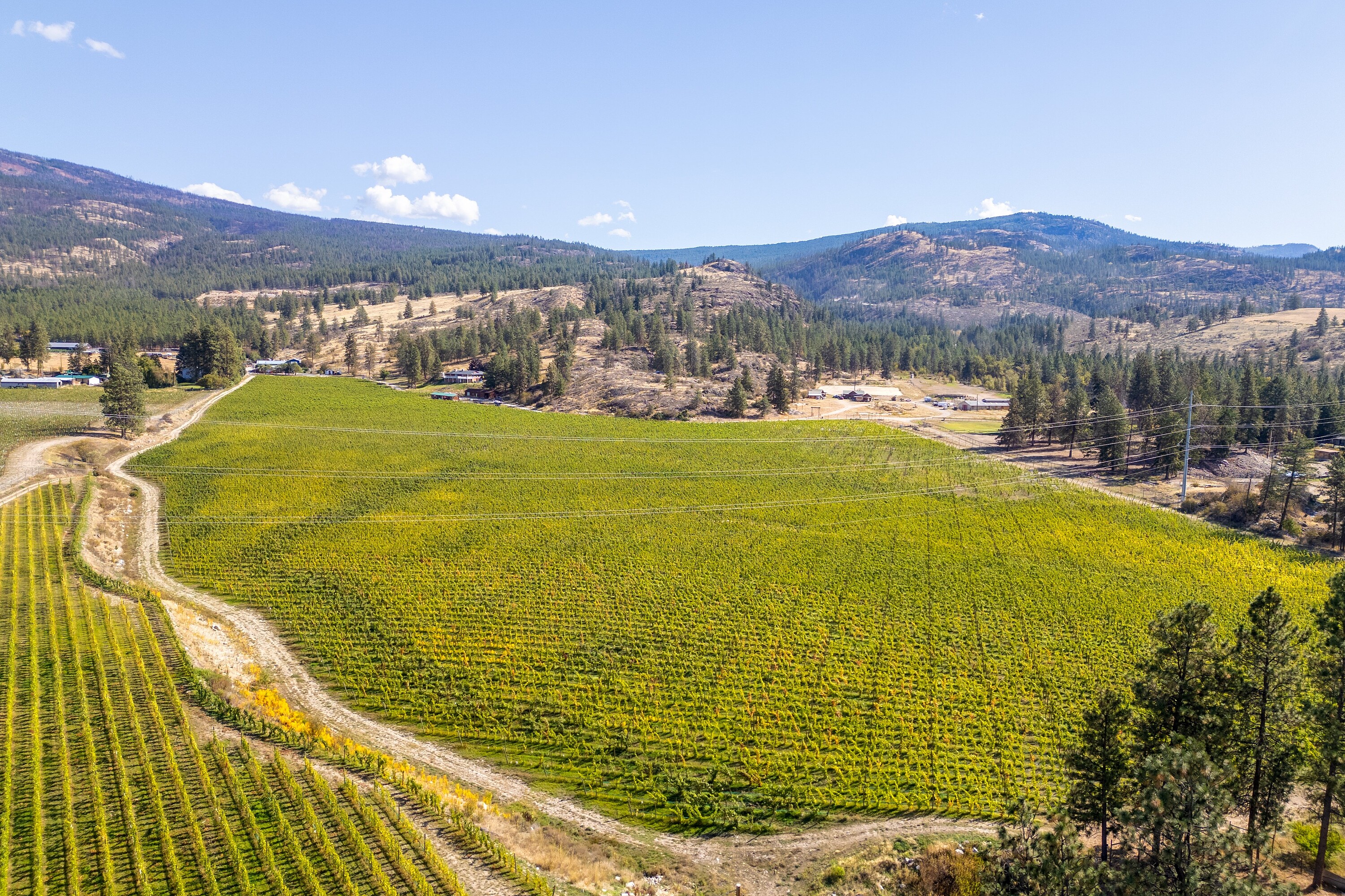  Vineyard in Okanagan Falls - 物件實景