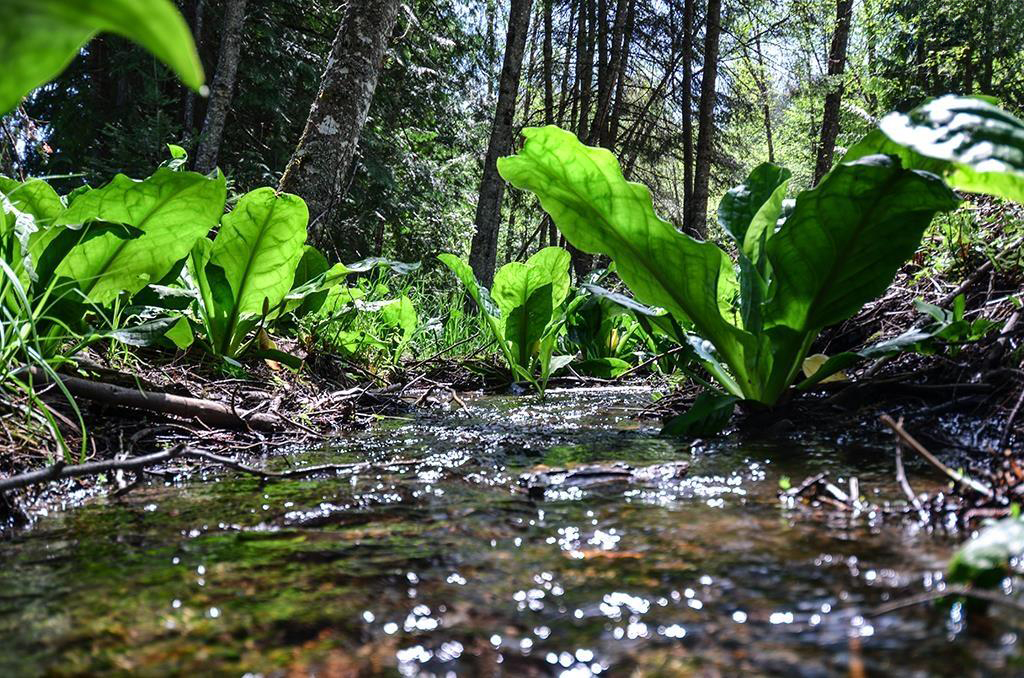 Sagle, Idaho, 83860, United States, ,Land,For Sale,1980438