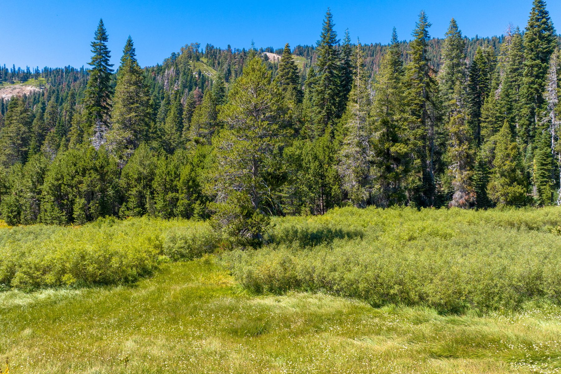  80 Acres of Pristine Land in the Middle of Plumas Eureka State Park - 物件實景
