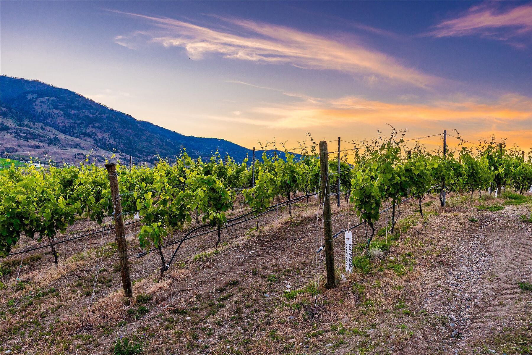  Oliver Winery Opportunity - 物件實景