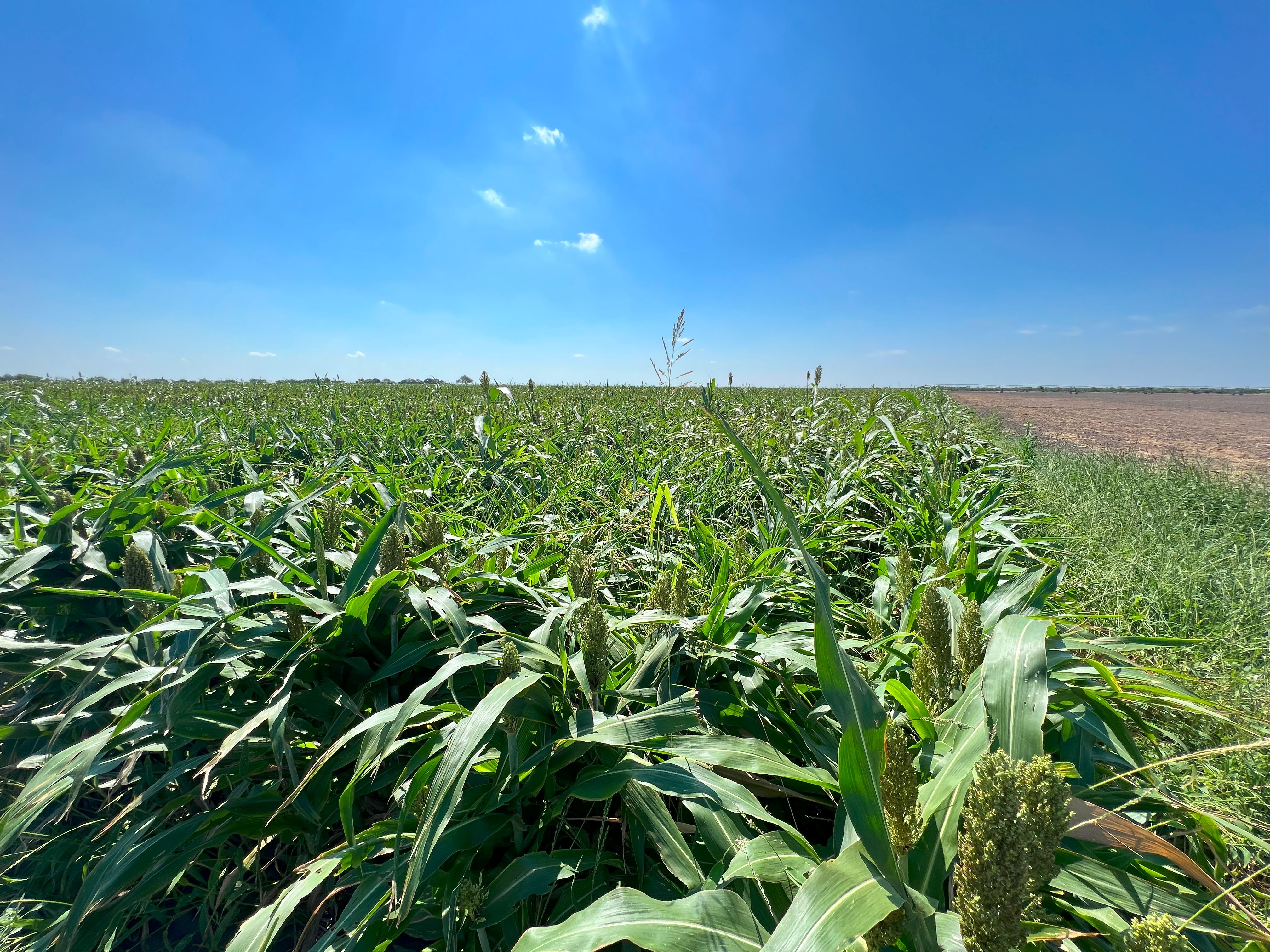 375+/- La Pryor Farm, Zavala County , La Pryor, TX 78872 - 物件實景