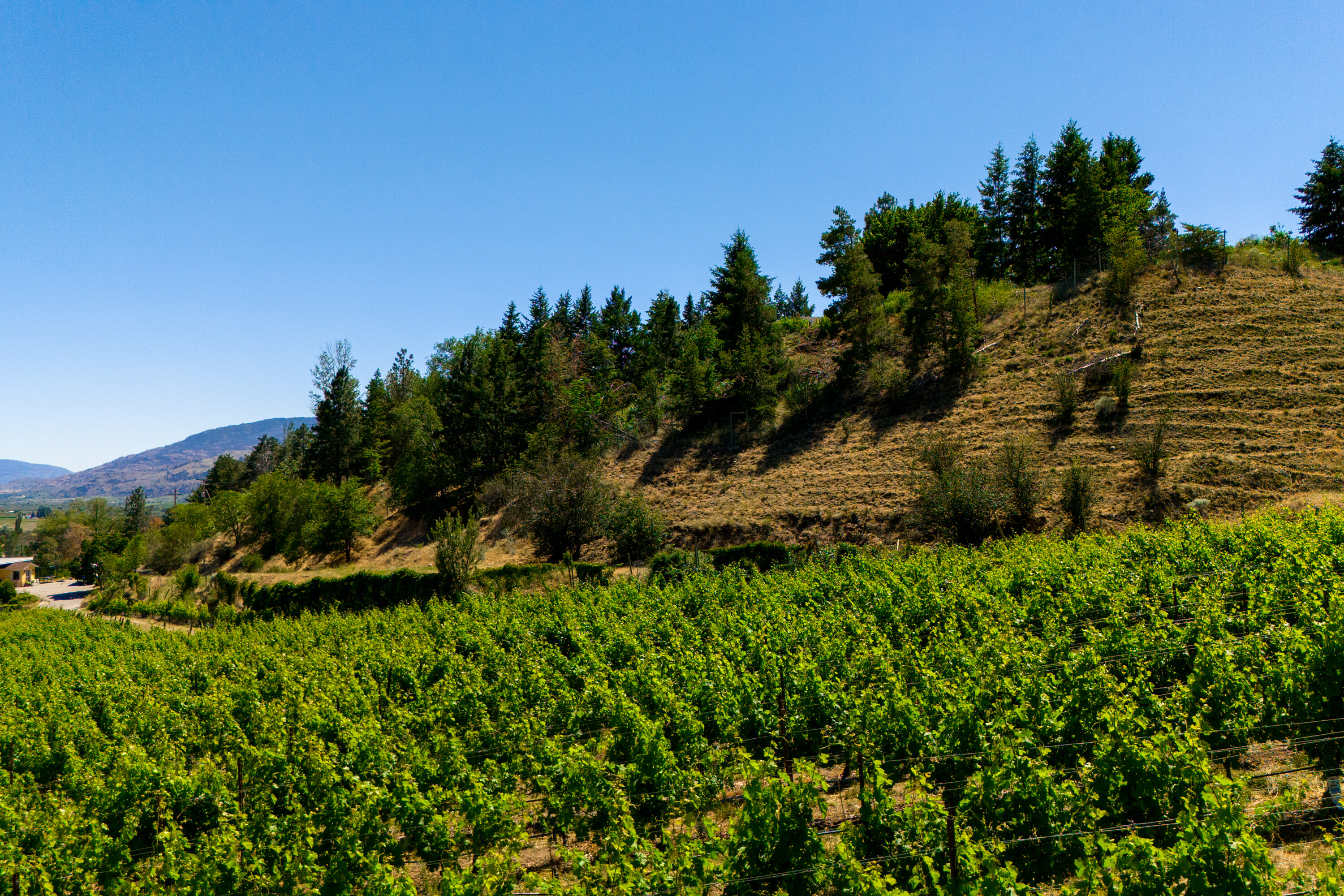  Vineyard Receivership - 物件實景