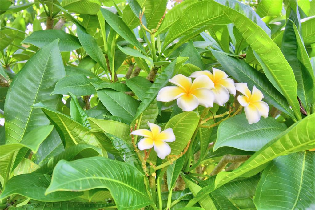 Winter Haven, Florida, 33880, United States, 3 Bedrooms Bedrooms, ,3 BathroomsBathrooms,Residential,For Sale,1736621