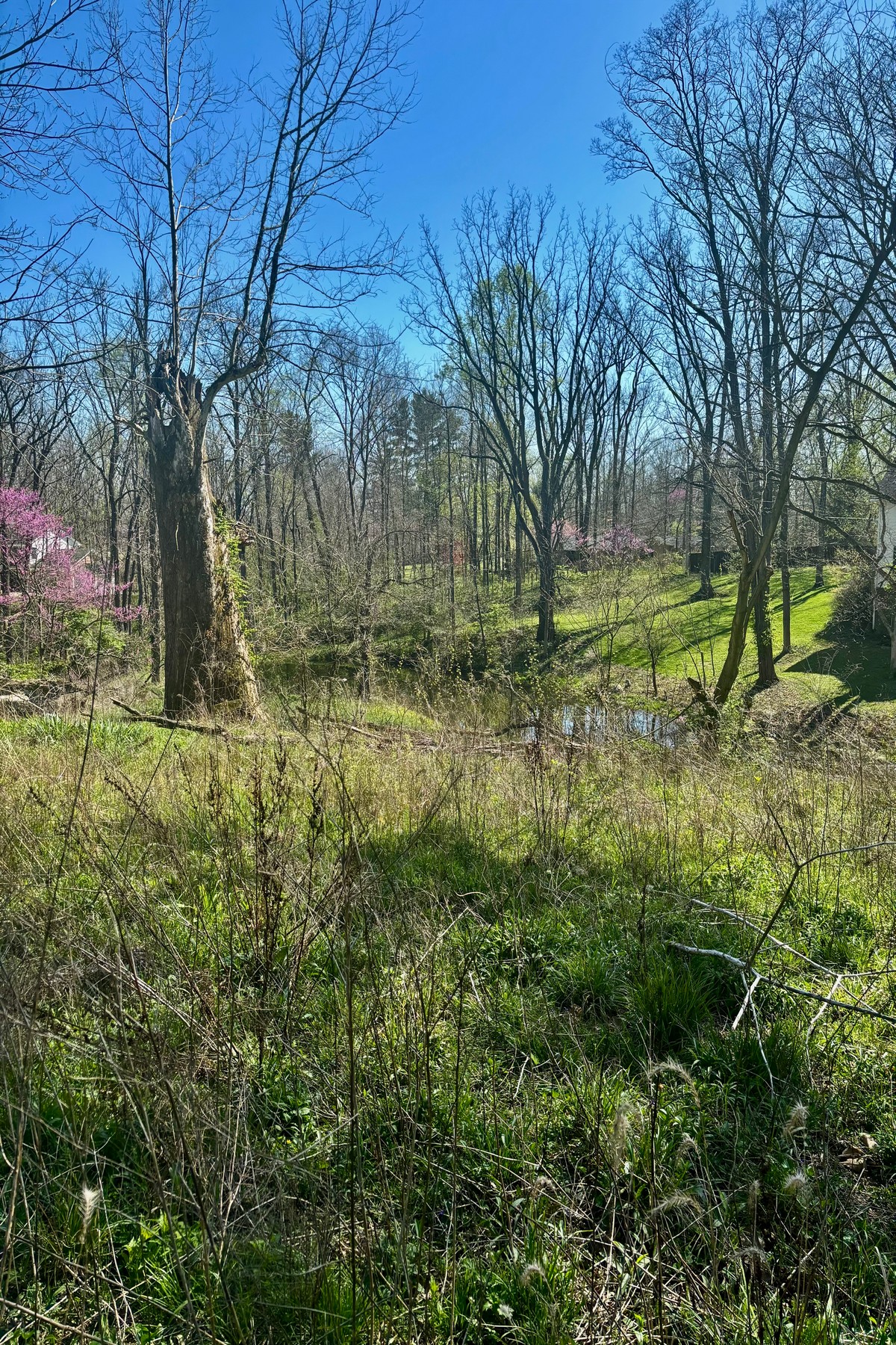  Beautiful Wooded .88 Acre Lot Ready for Your Vision - 物件實景